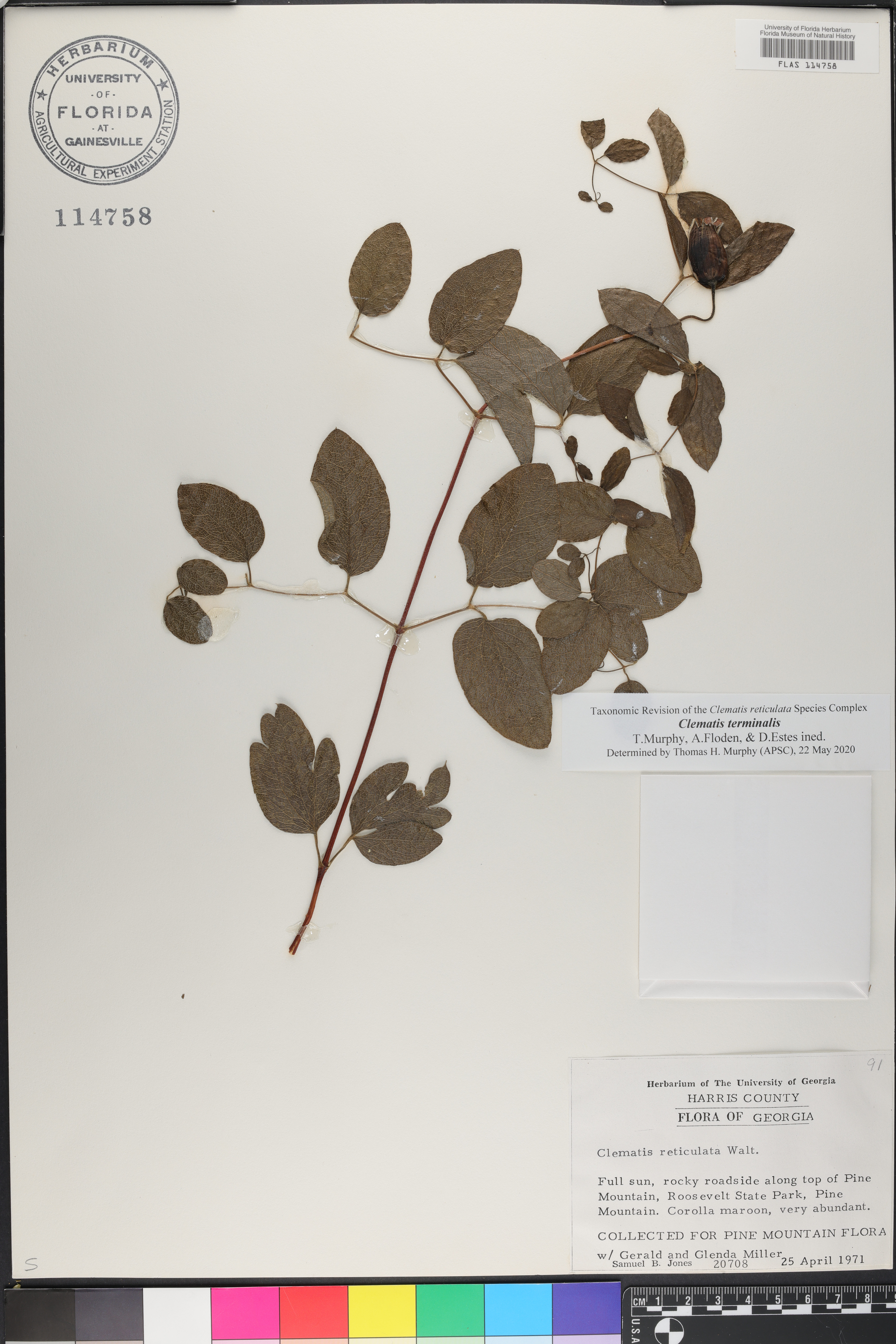 Clematis terminalis image