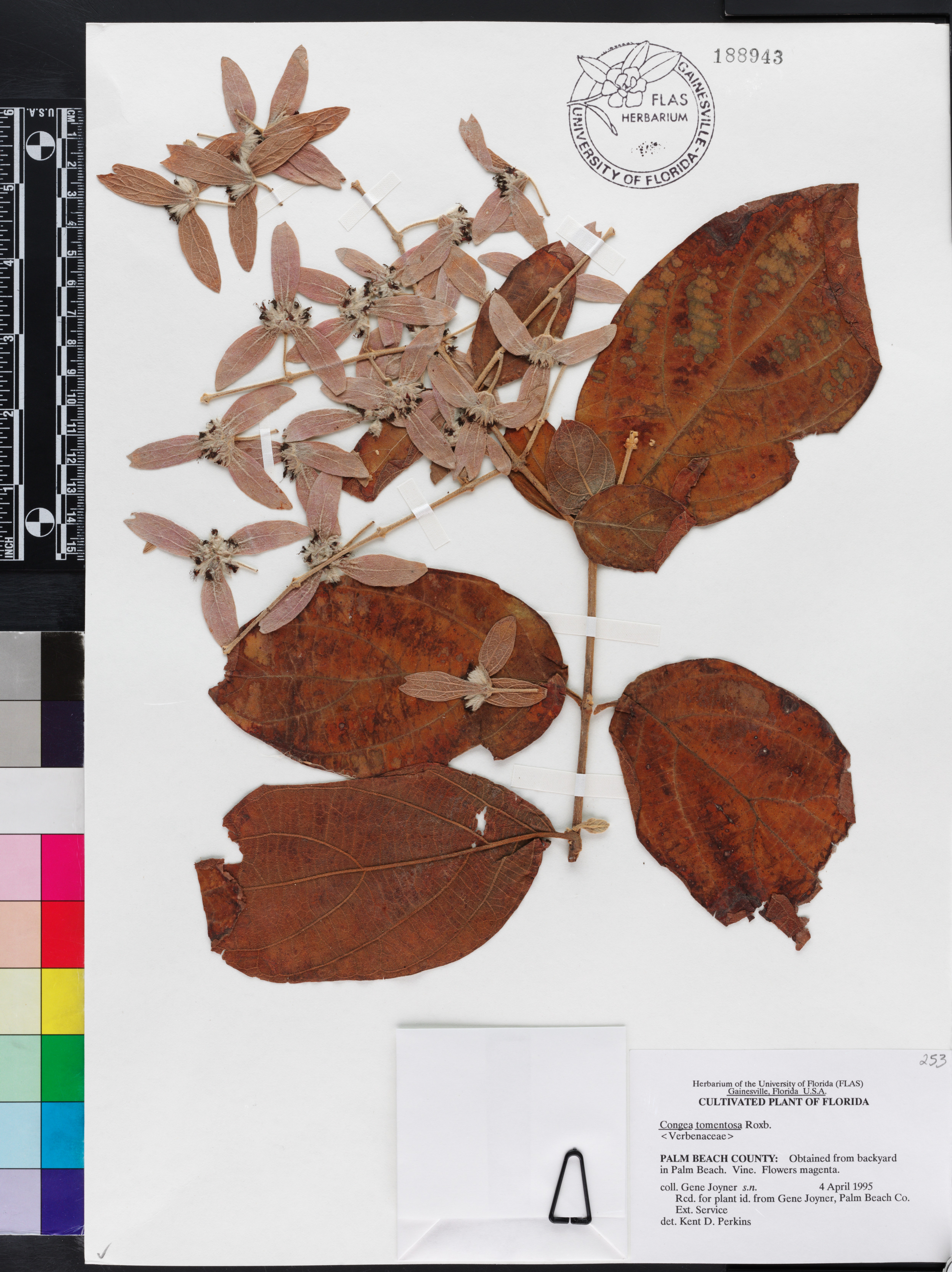 Congea tomentosa image