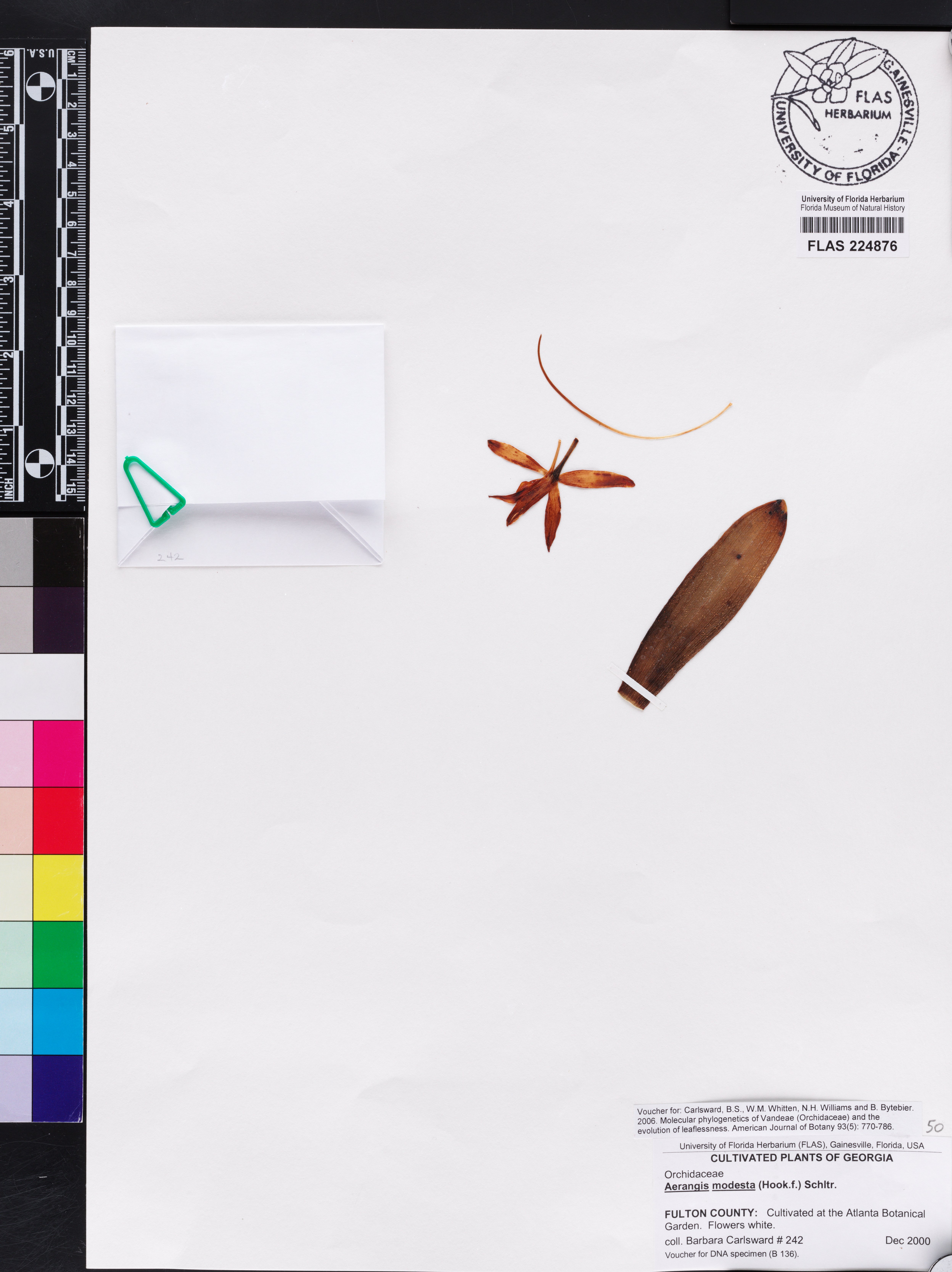 Aerangis modesta image