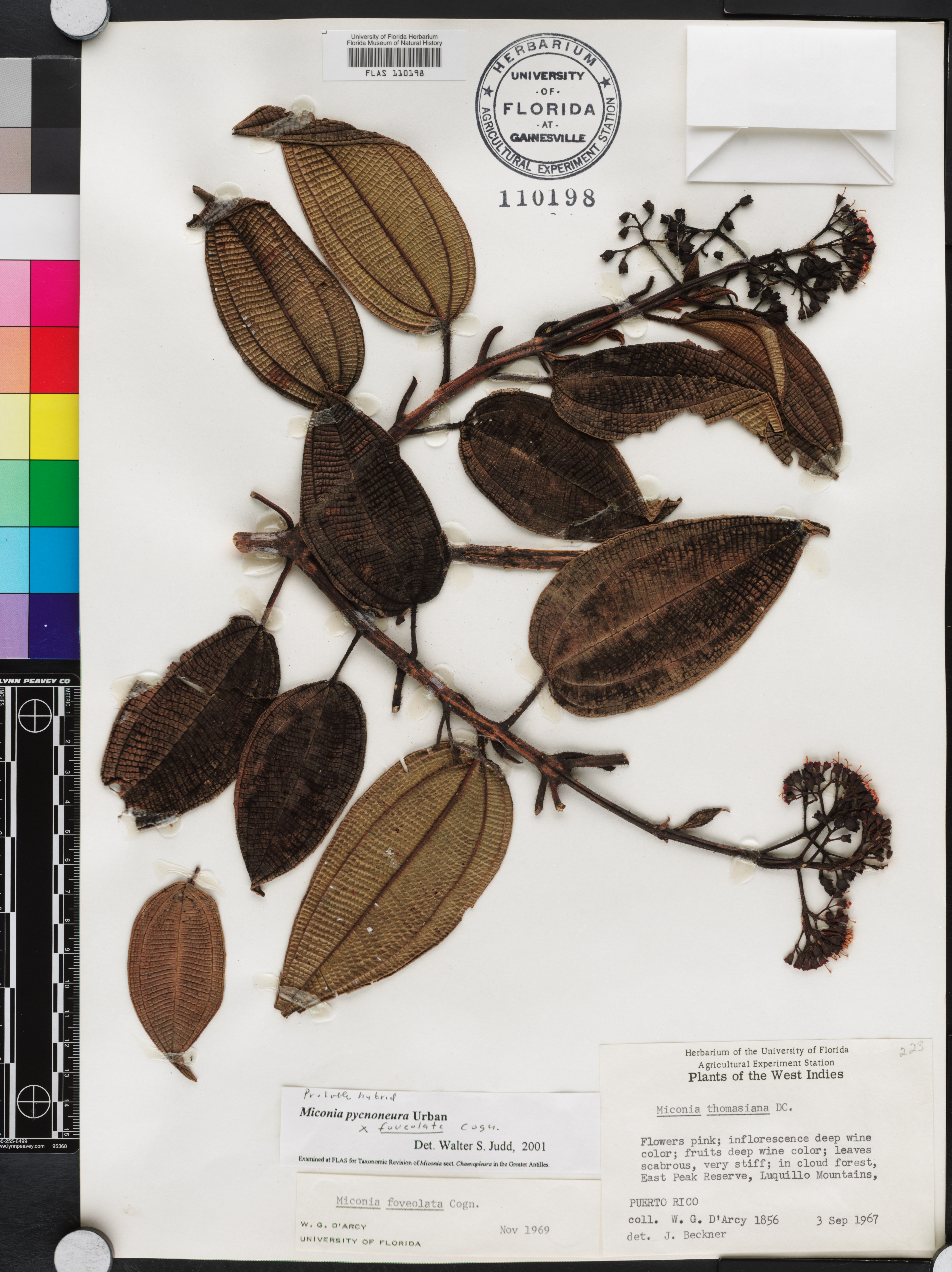 Miconia pycnoneura image