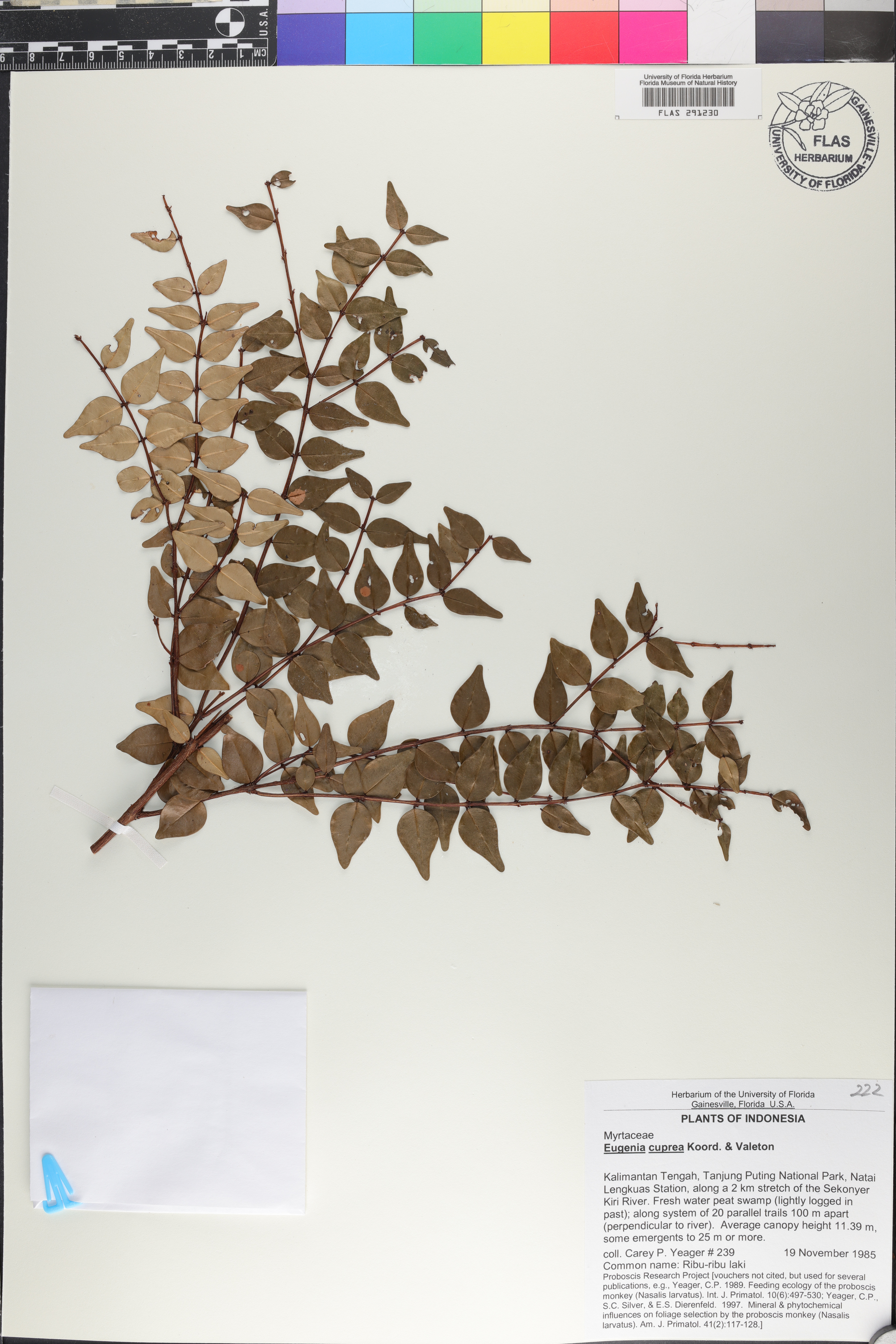 Eugenia cuprea image
