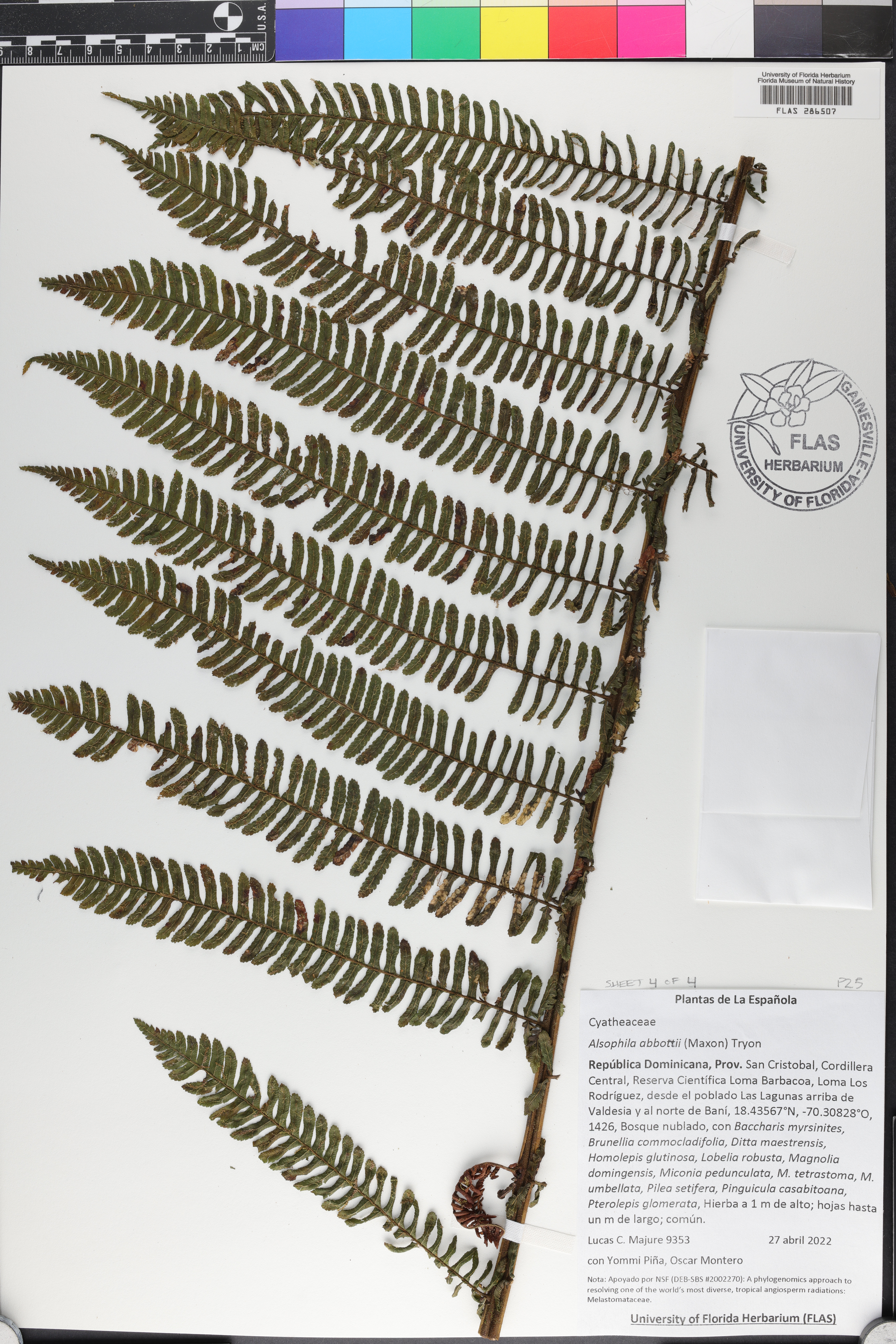 Cyathea abbottii image