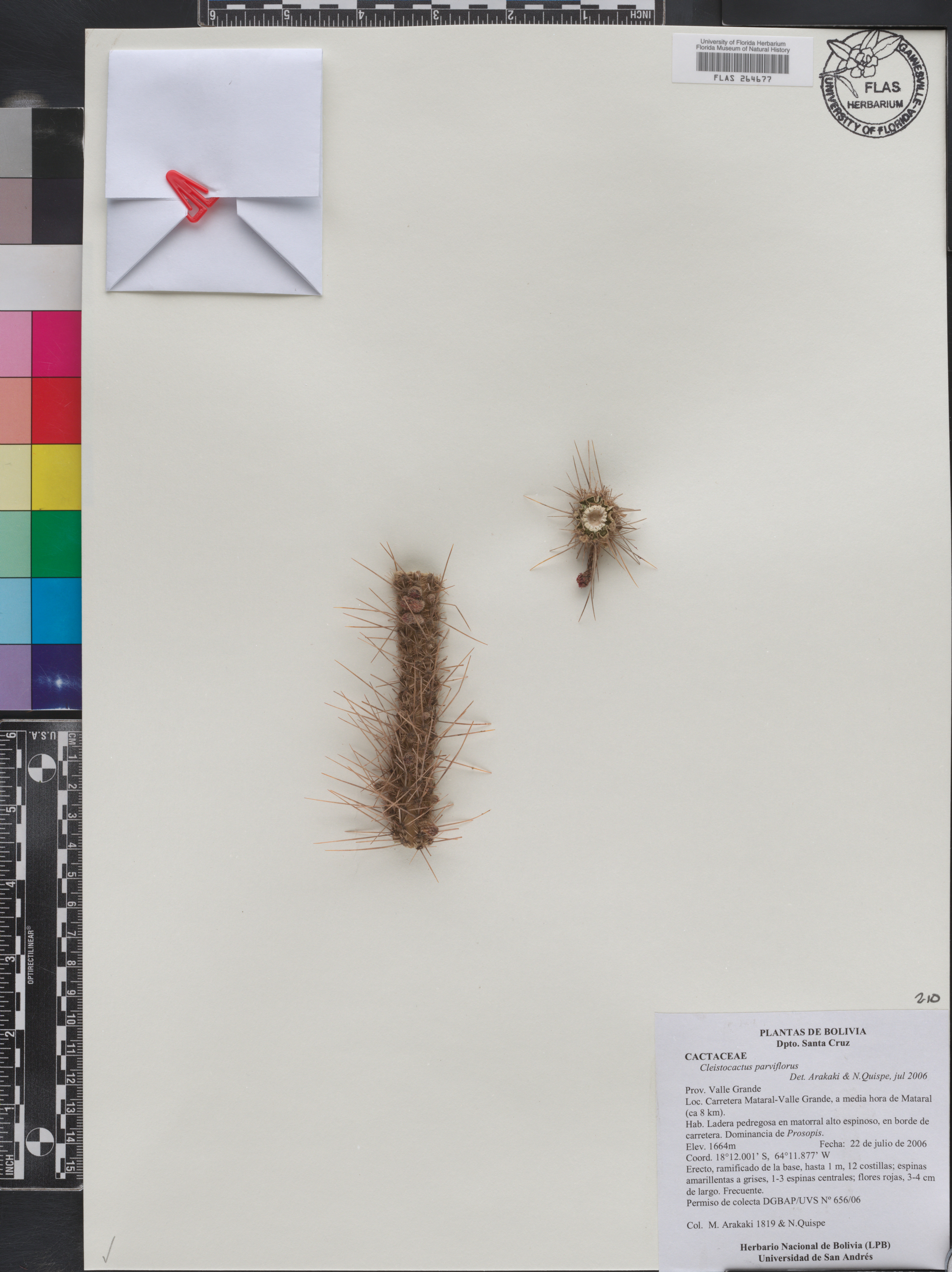 Cleistocactus parviflorus image