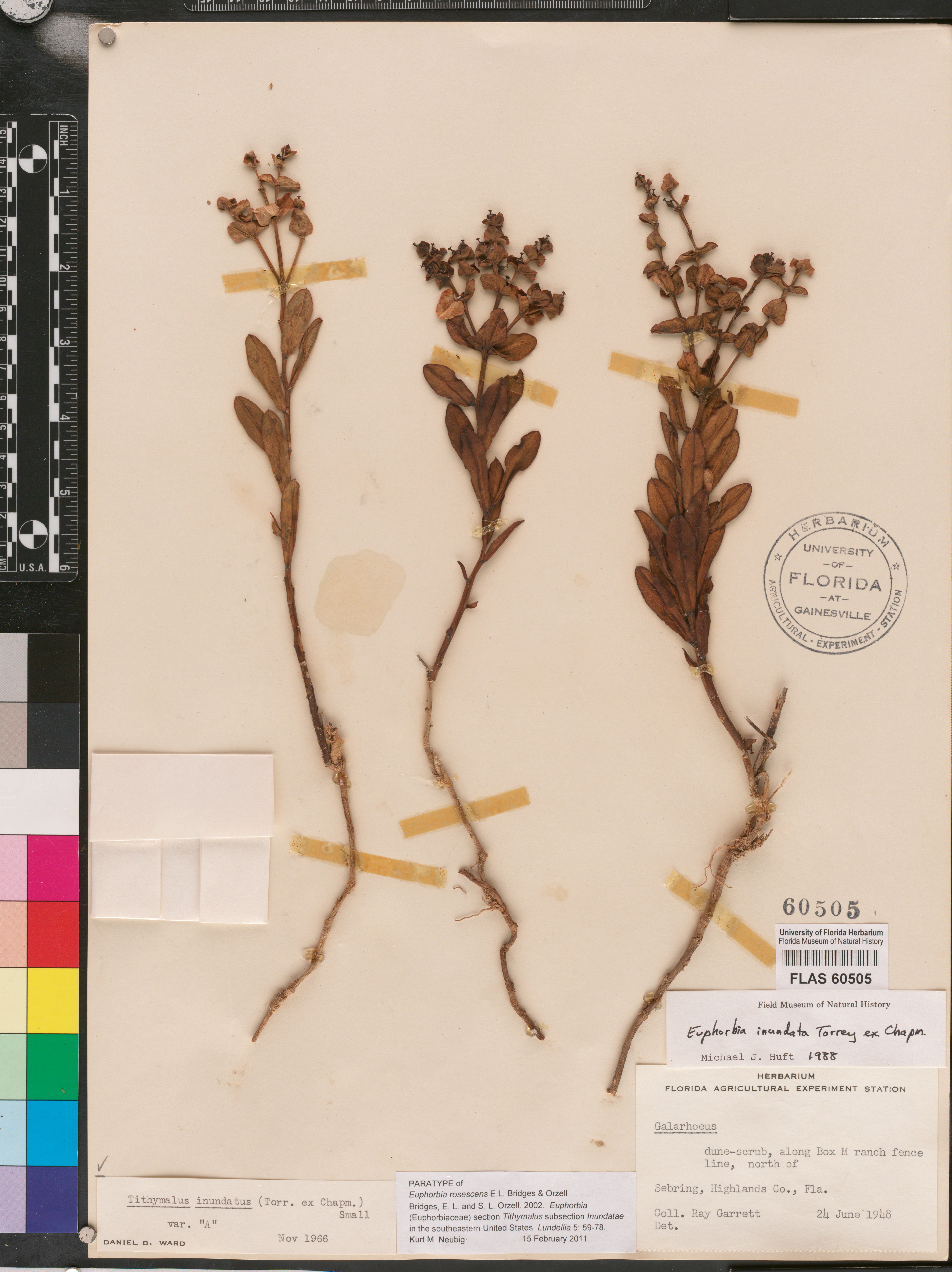 Euphorbia rosescens image