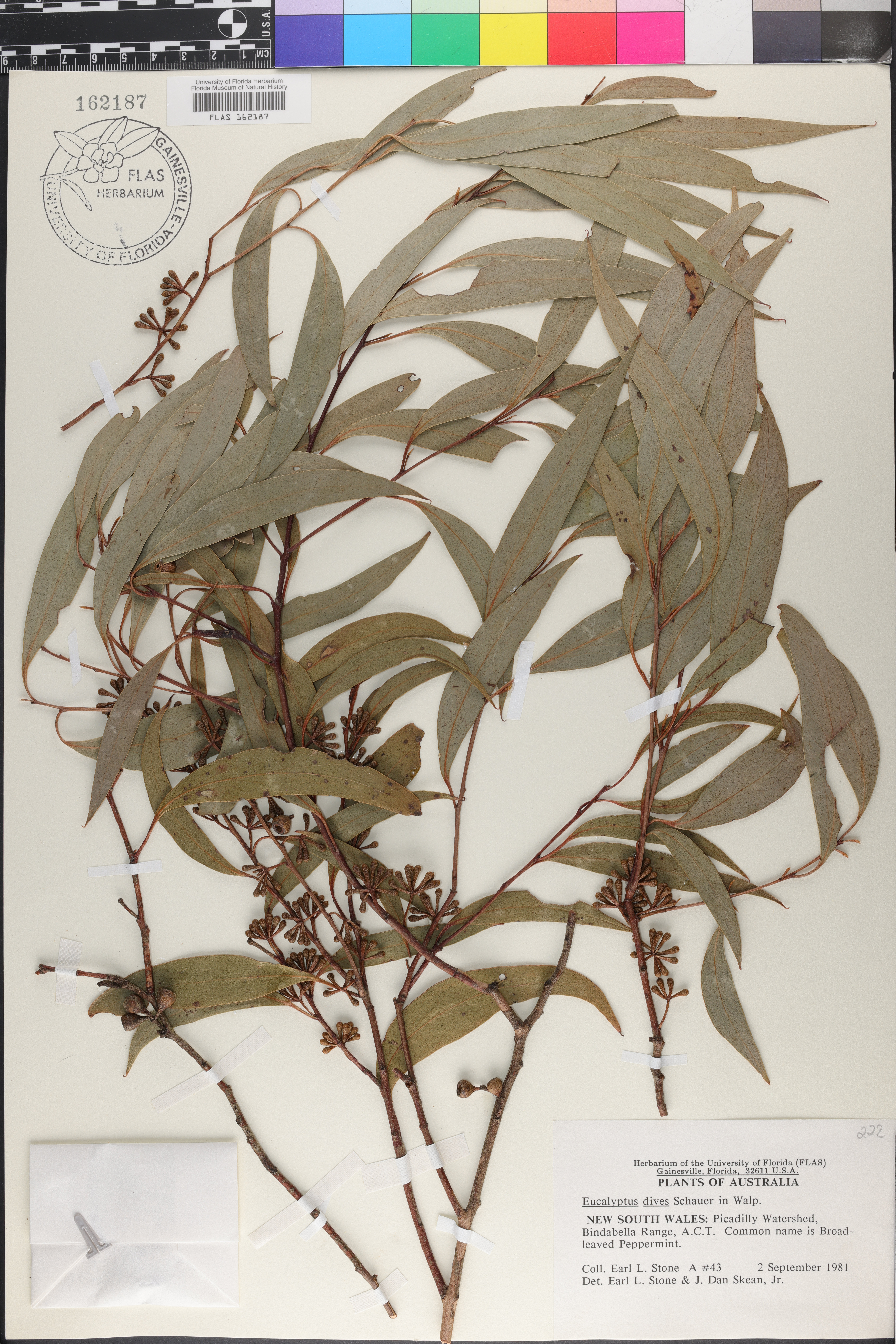 Eucalyptus dives image