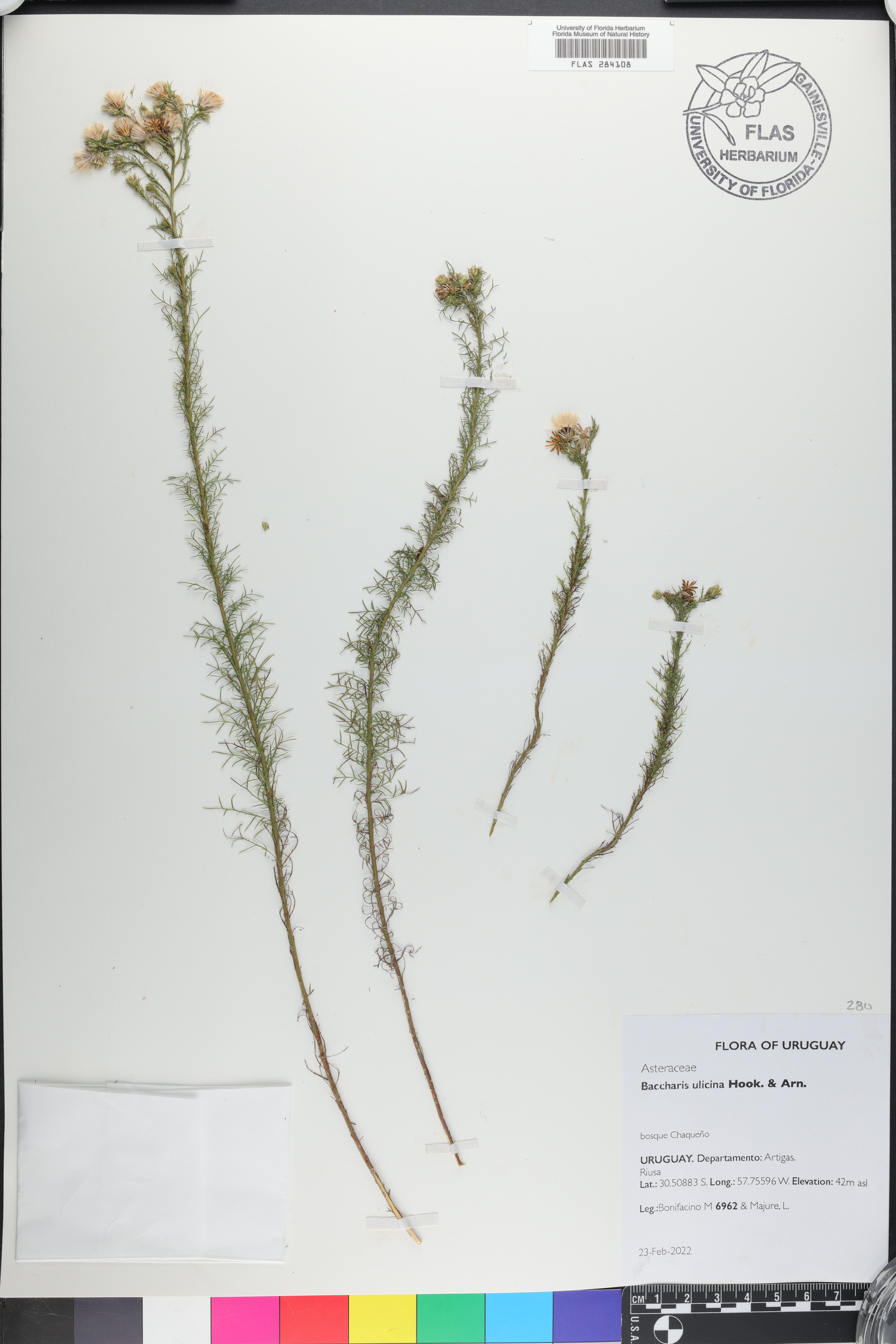 Baccharis ulicina image