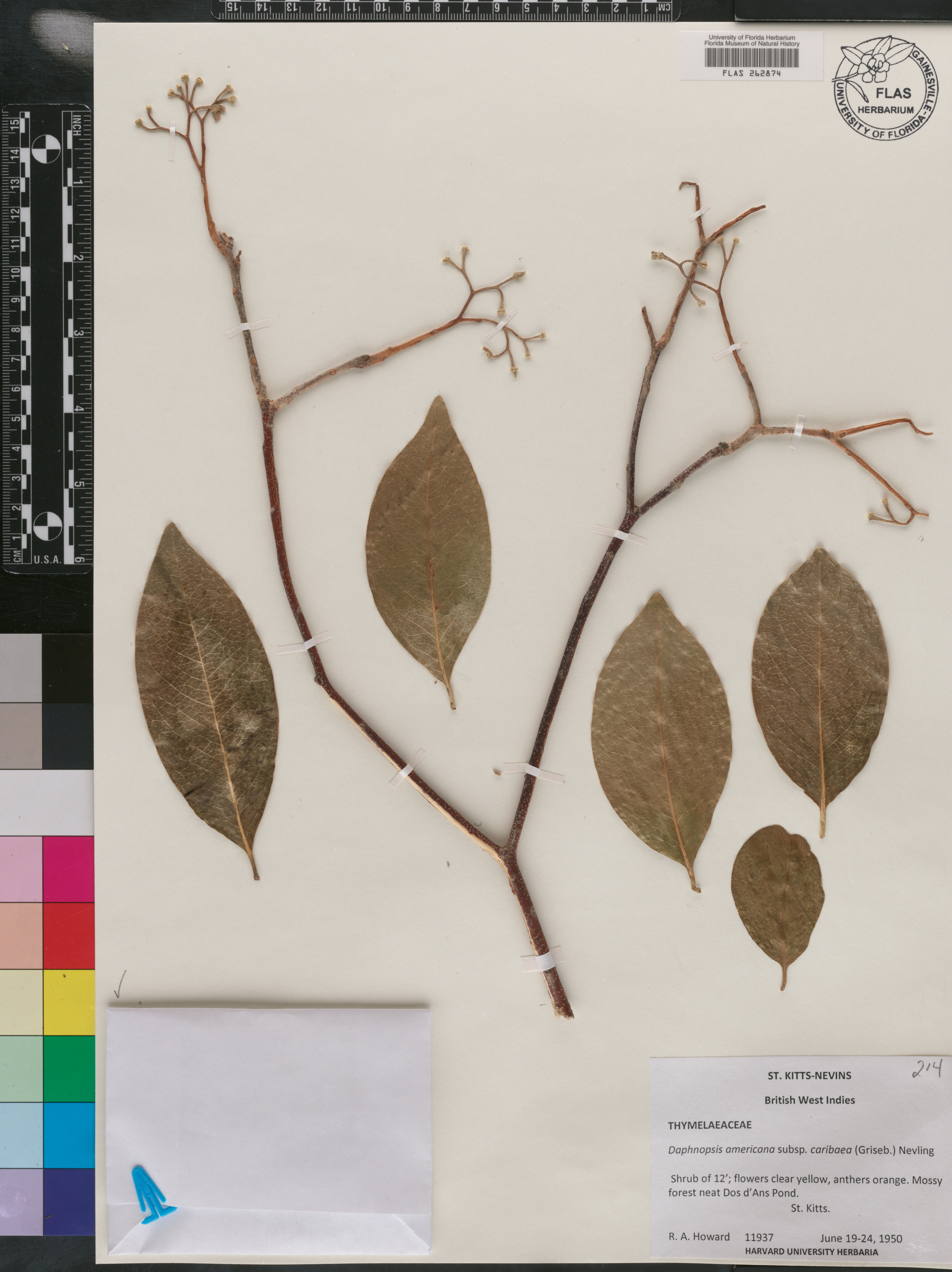 Daphnopsis americana image