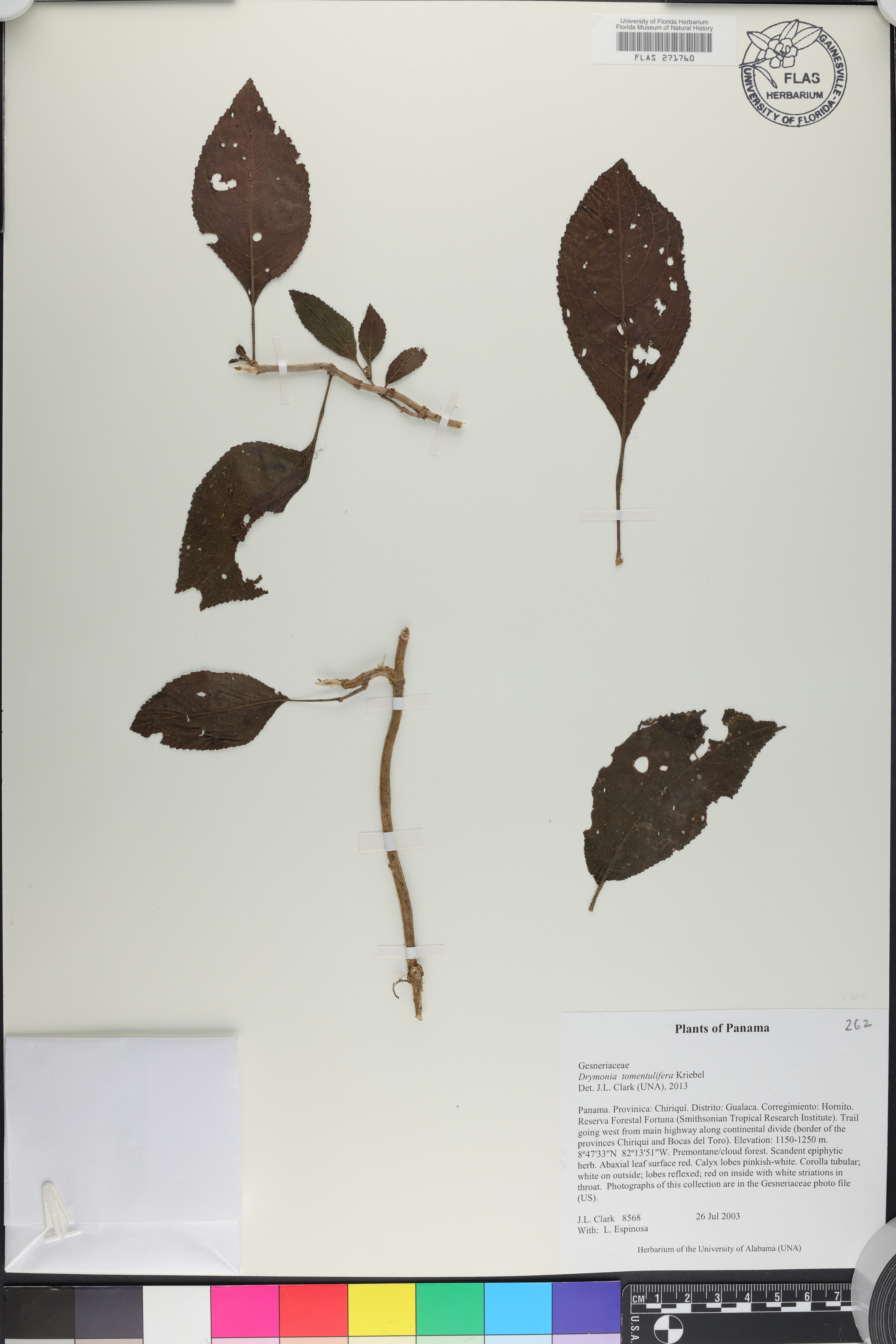 Drymonia tomentulifera image