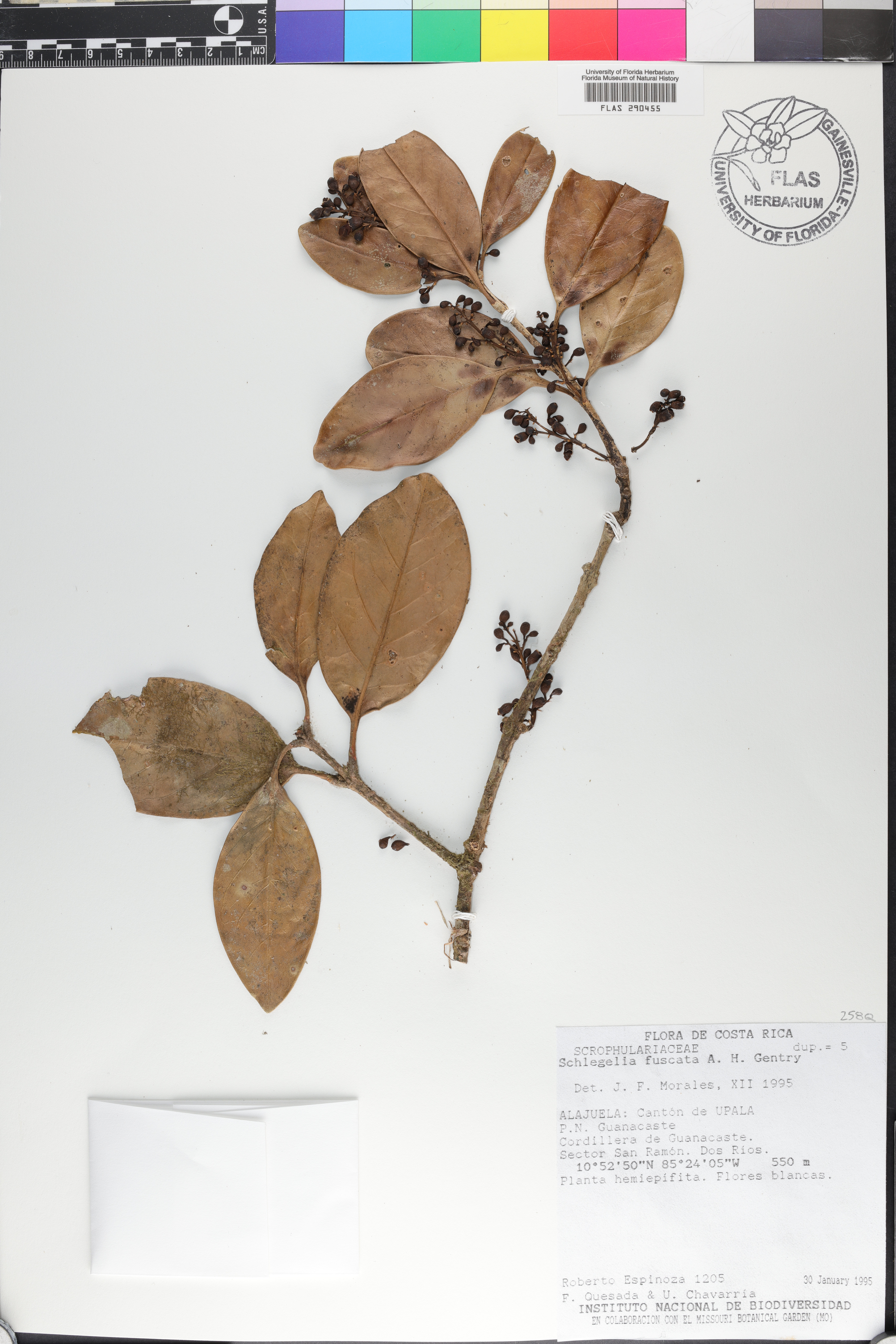 Schlegelia fuscata image