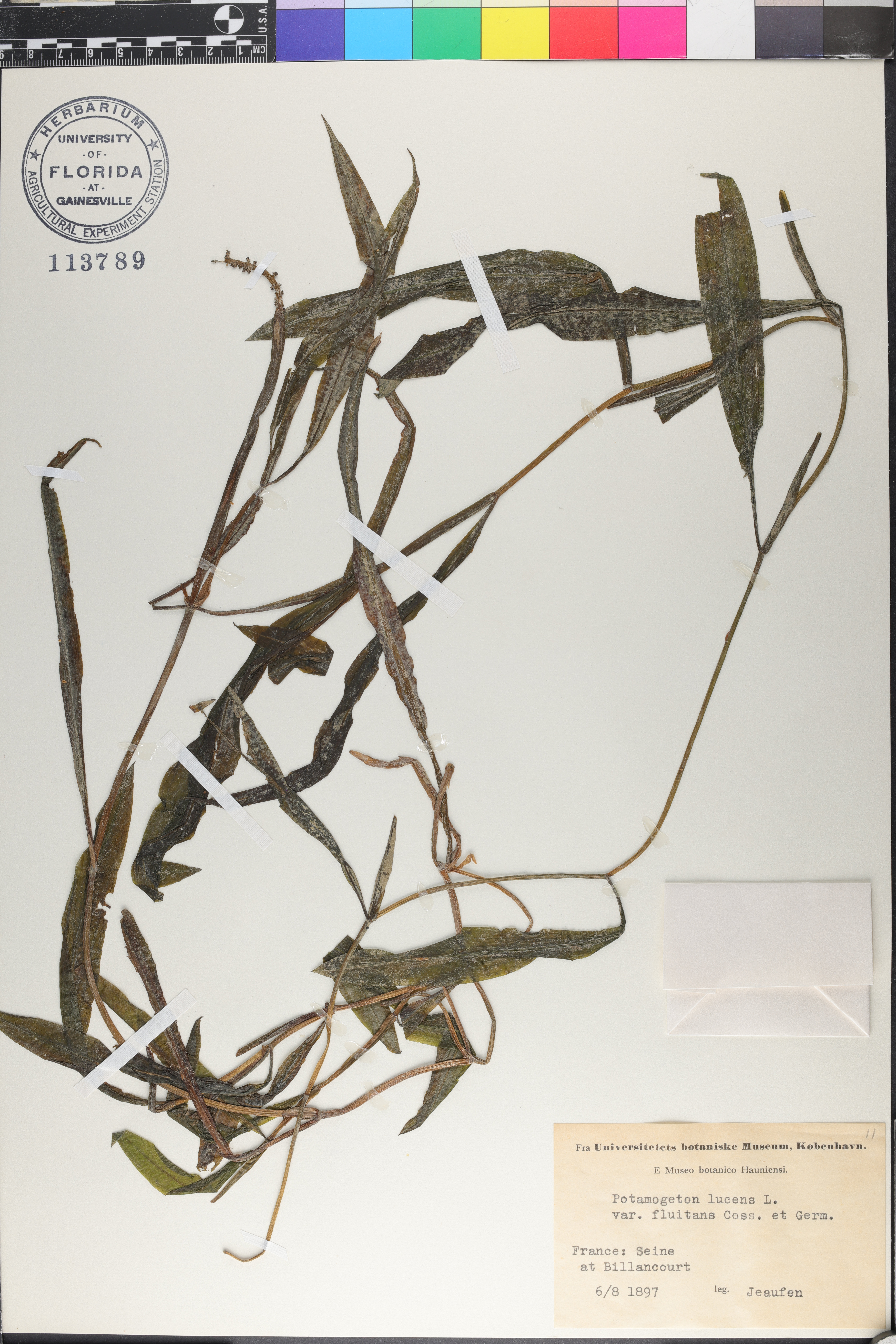 Potamogeton lucens image
