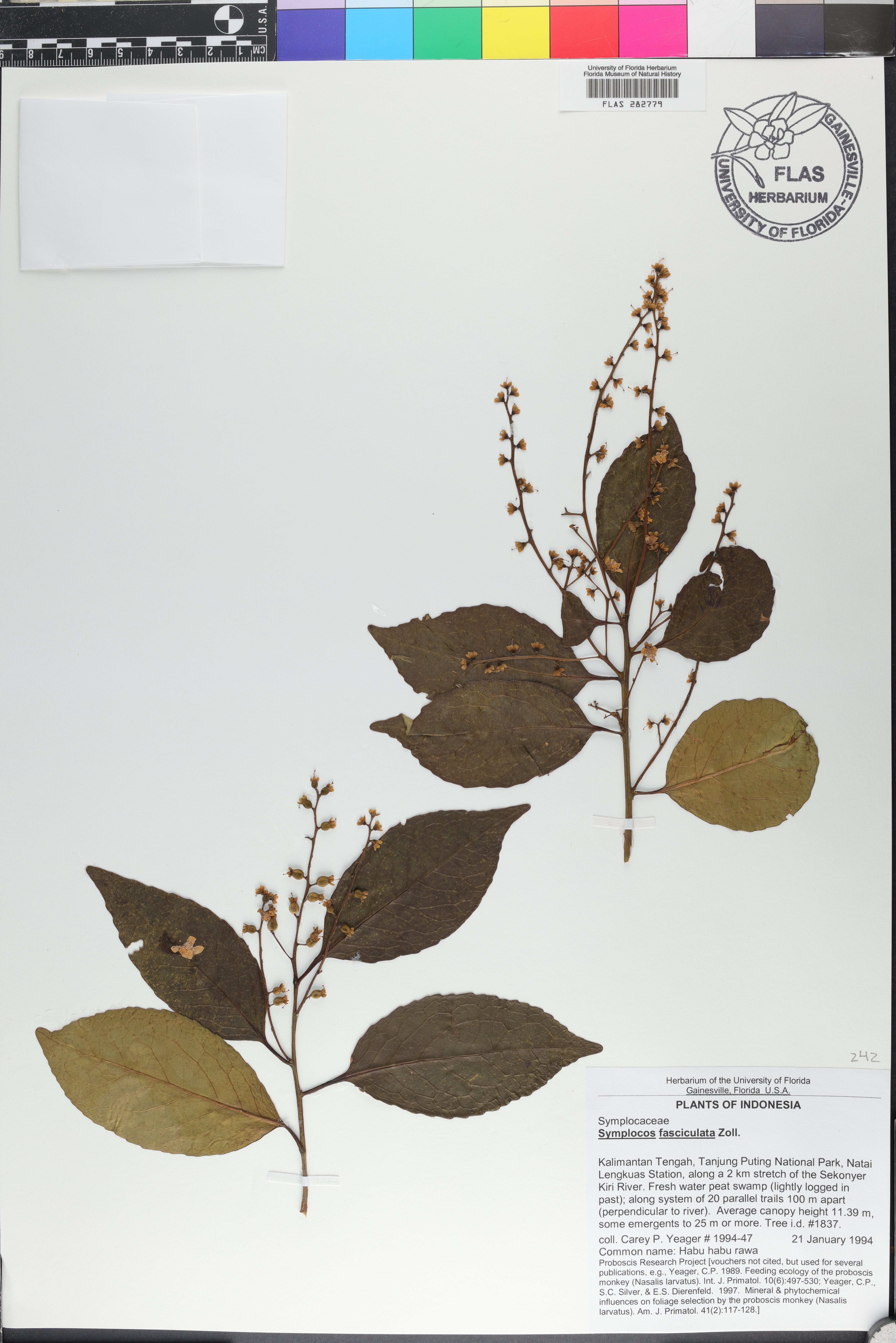 Symplocos fasciculata image