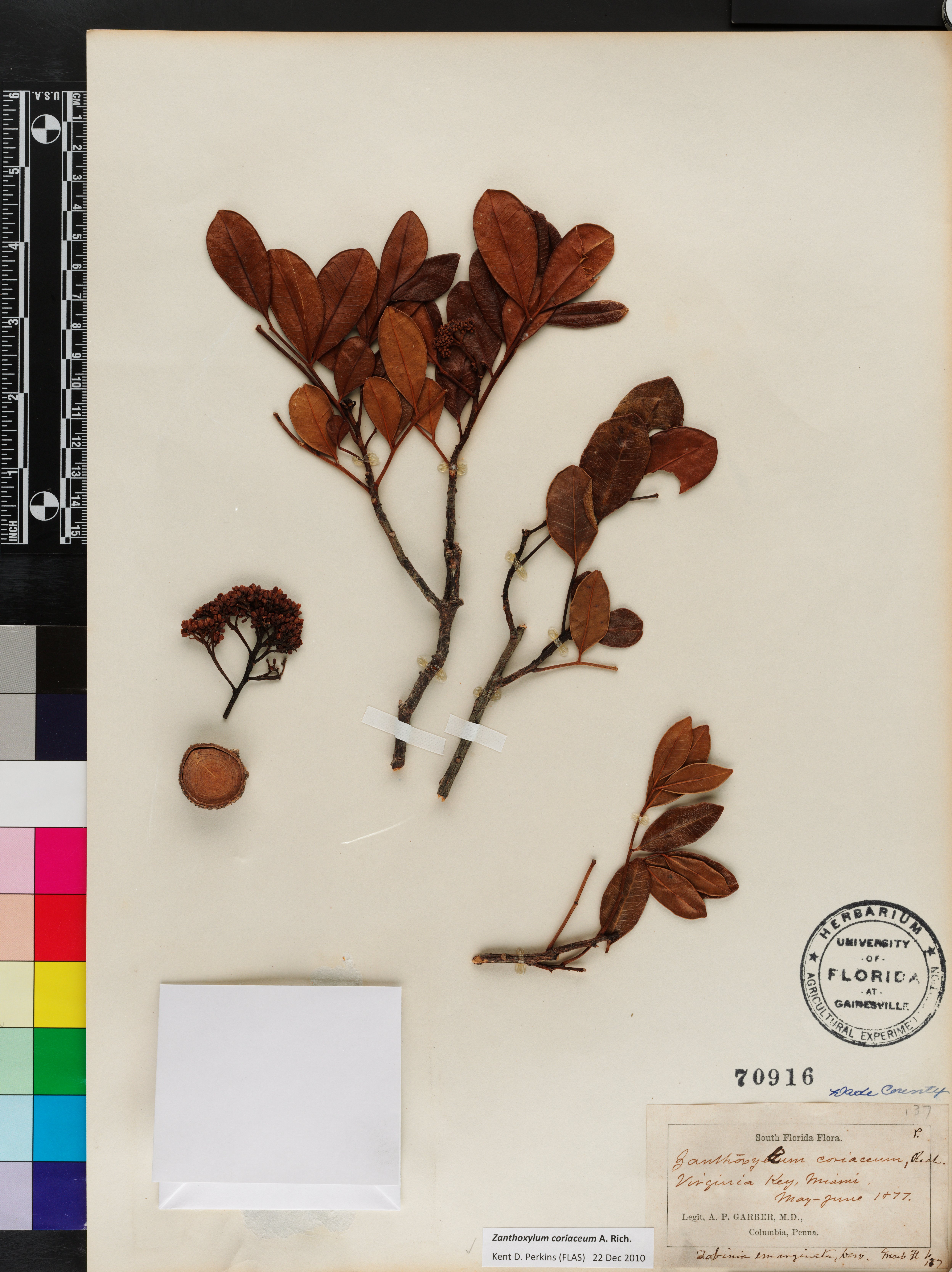 Zanthoxylum coriaceum image