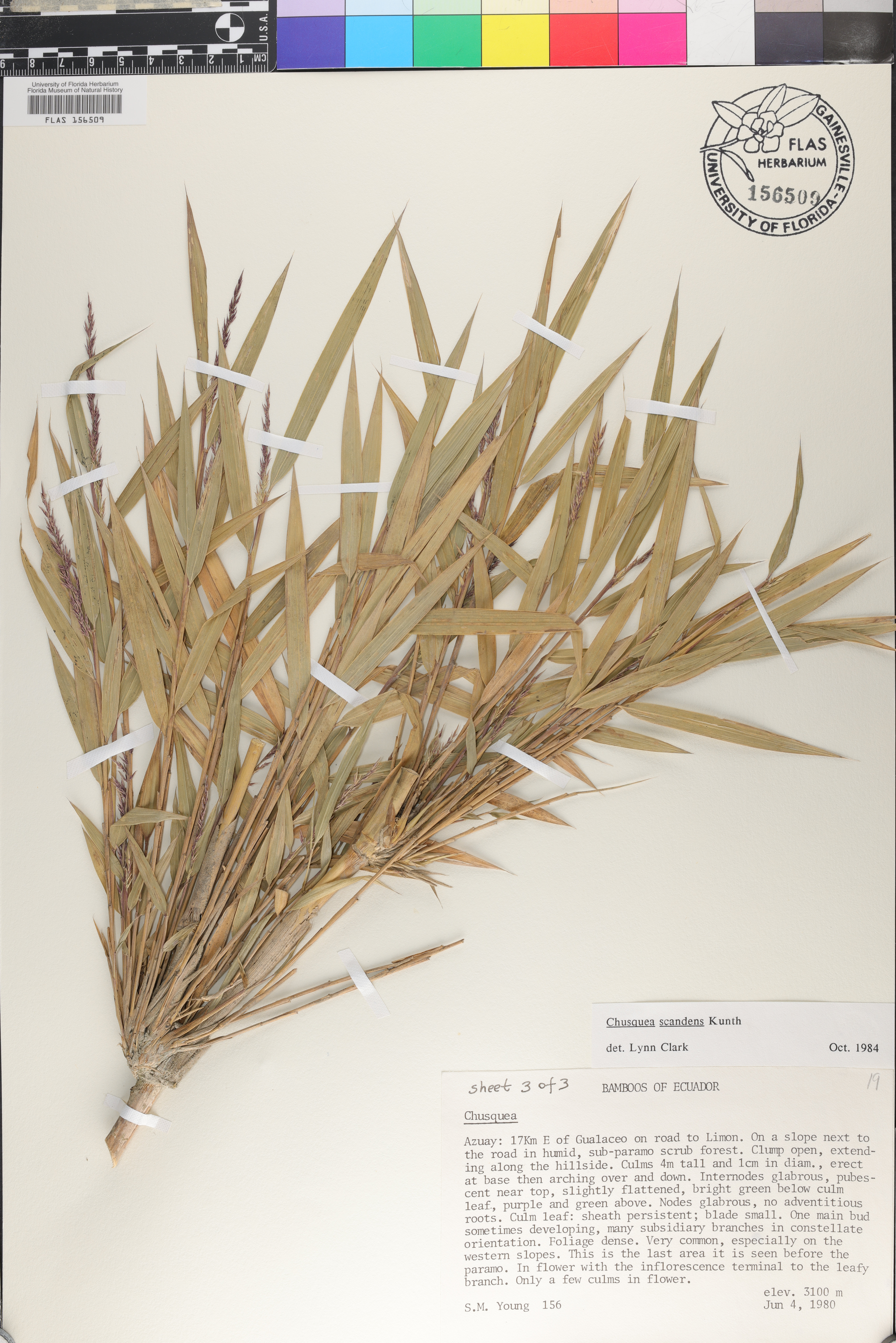 Chusquea scandens image