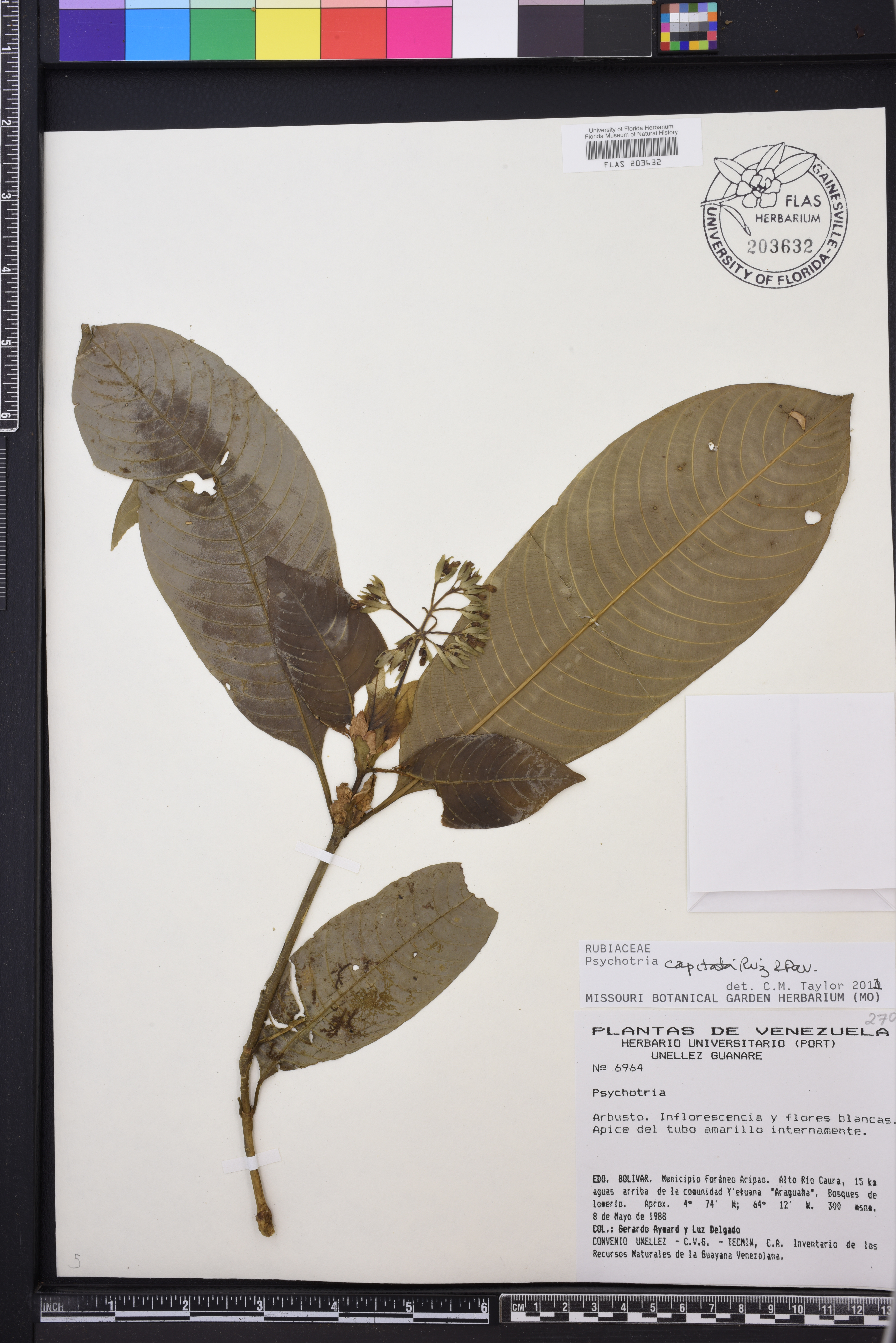 Psychotria capitata image