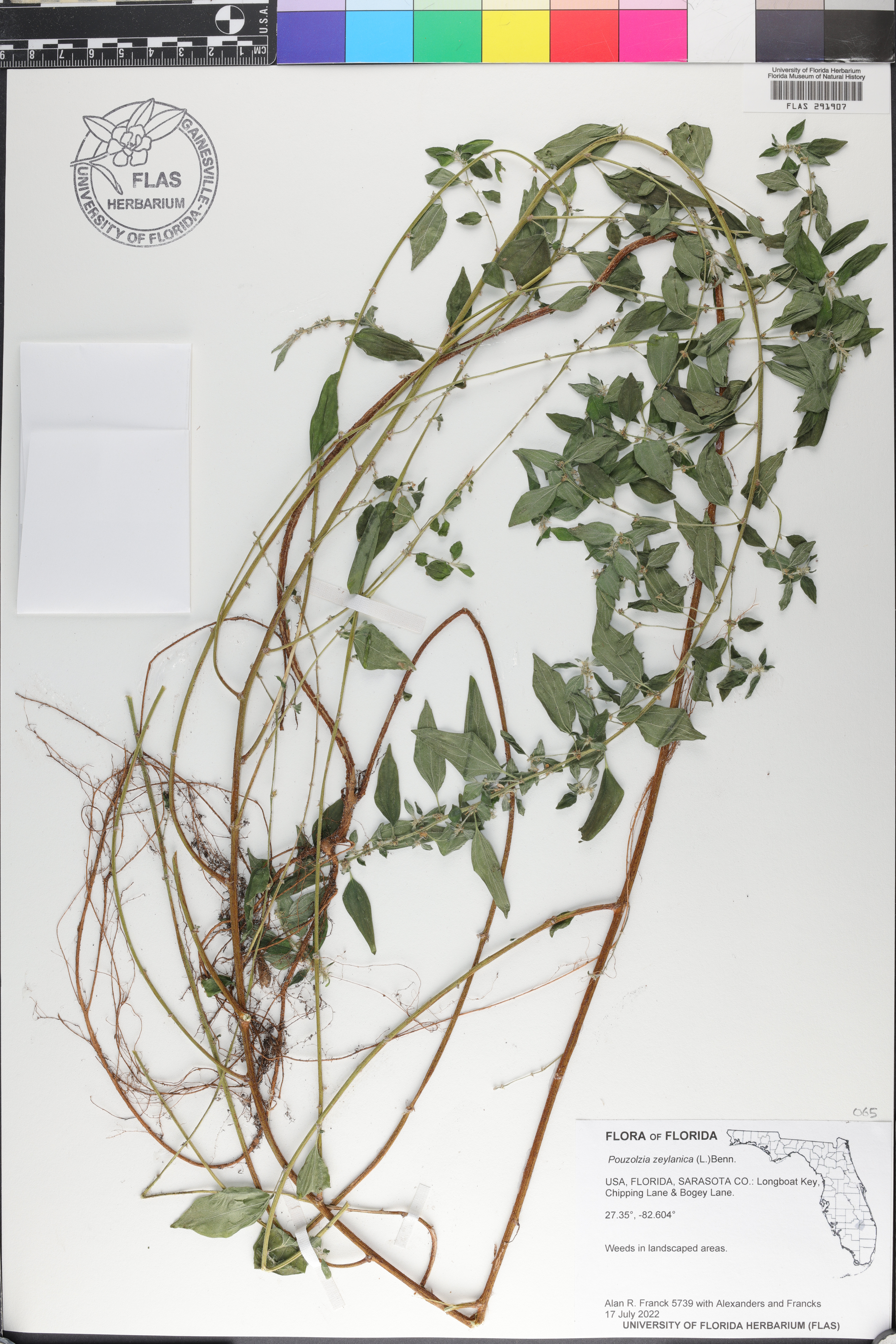 Pouzolzia zeylanica image