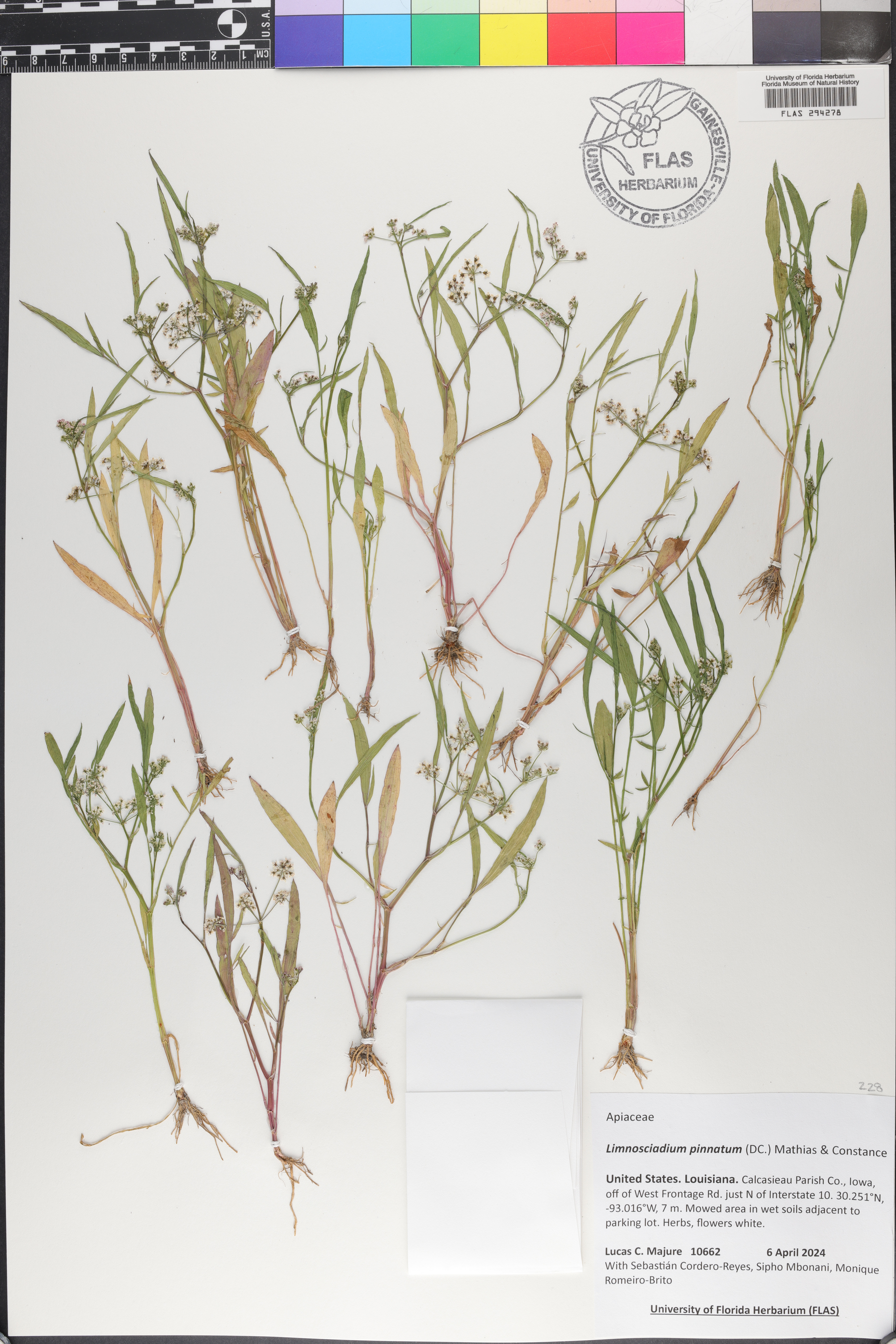 Limnosciadium pinnatum image