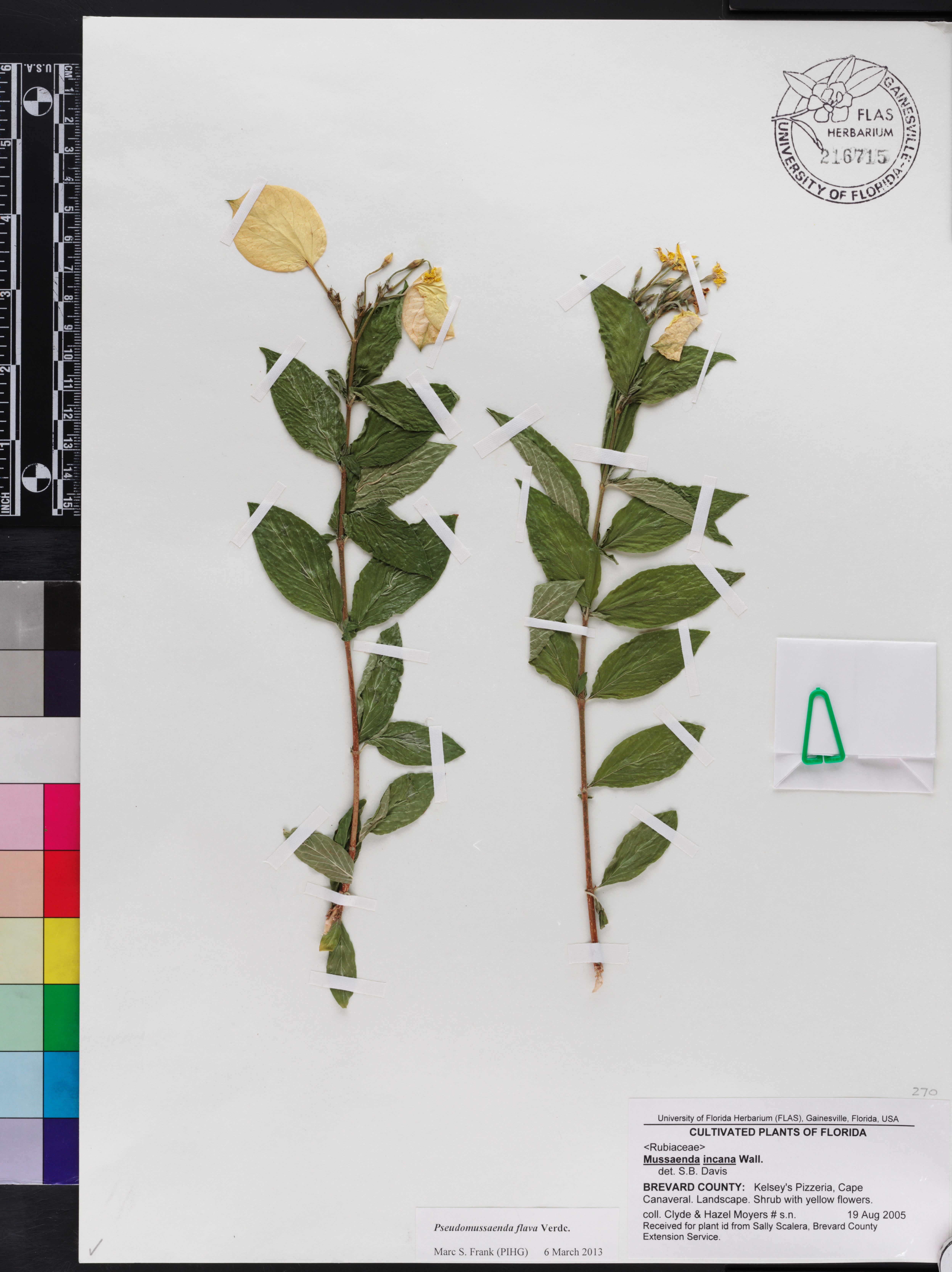 Pseudomussaenda flava image