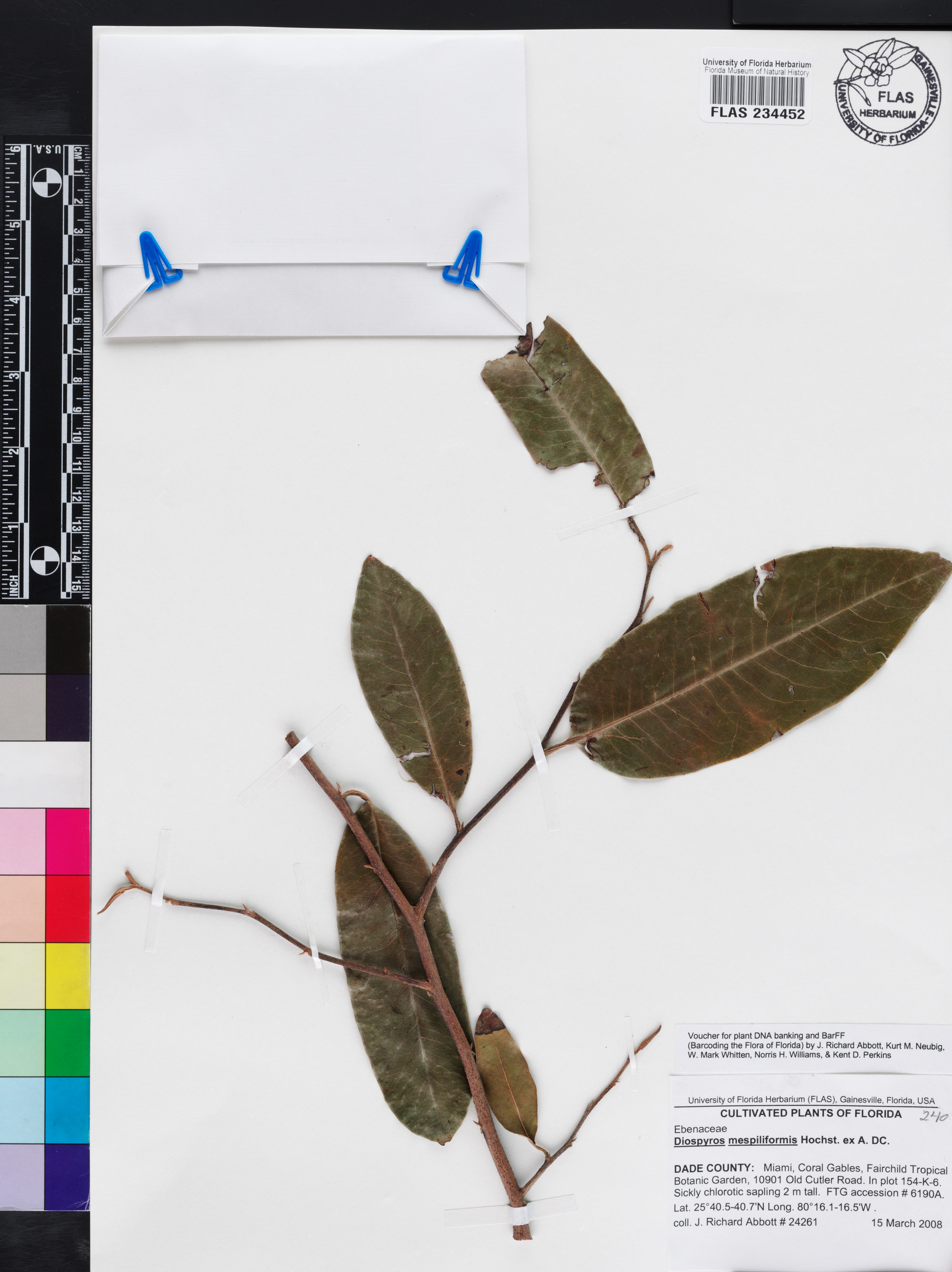 Diospyros mespiliformis image