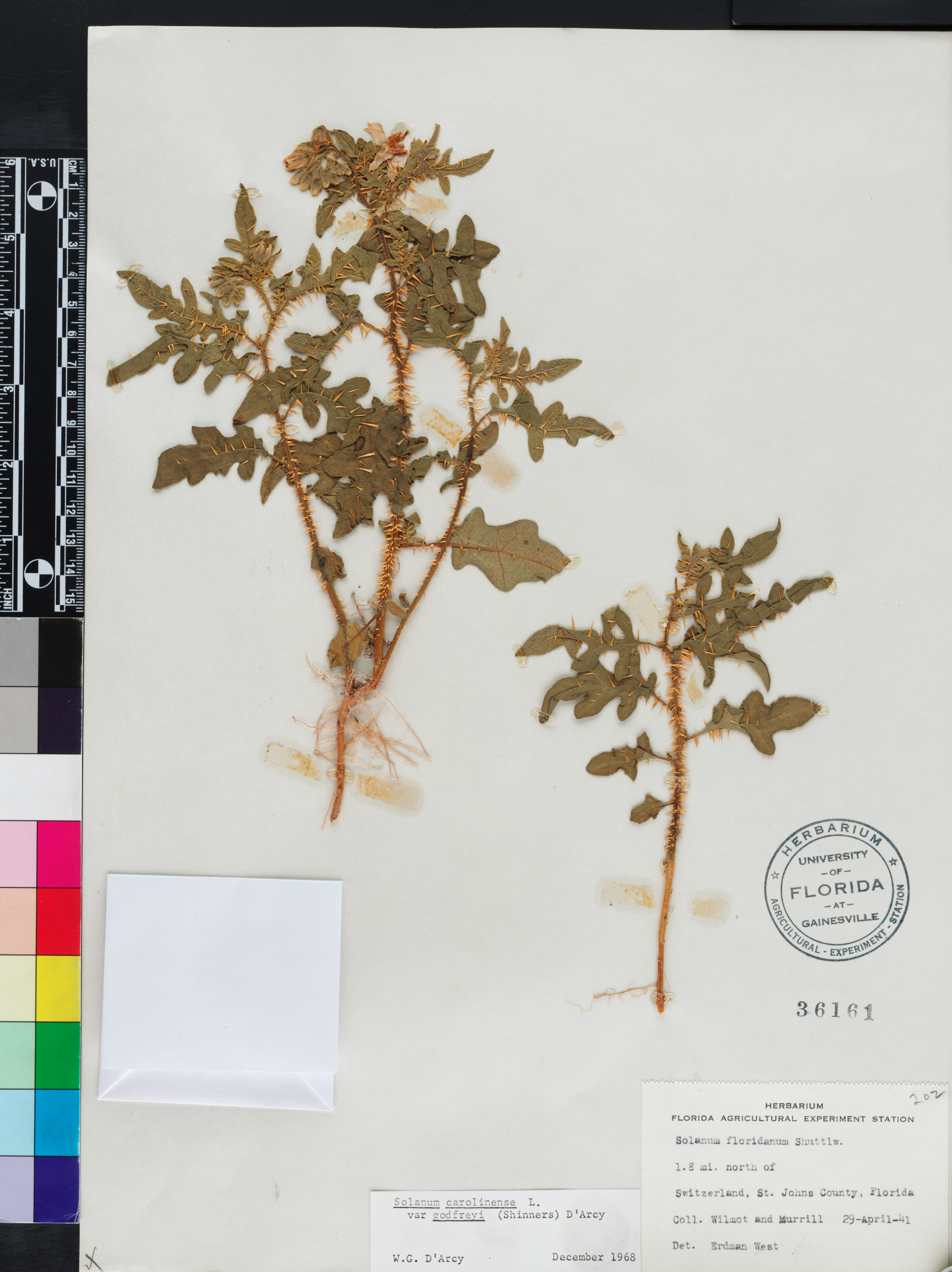 Solanum carolinense var. floridanum image