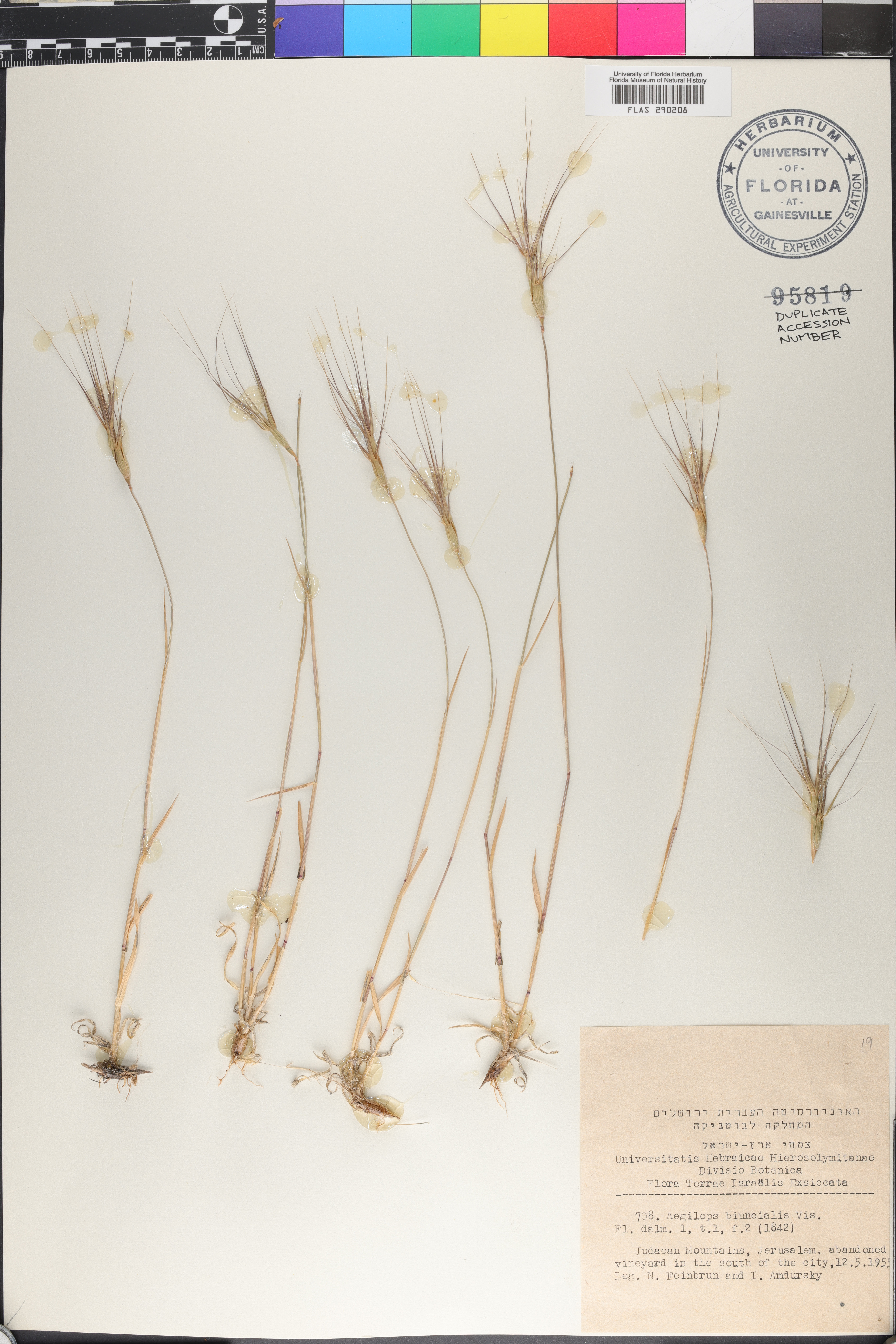 Aegilops biuncialis thumbnail
