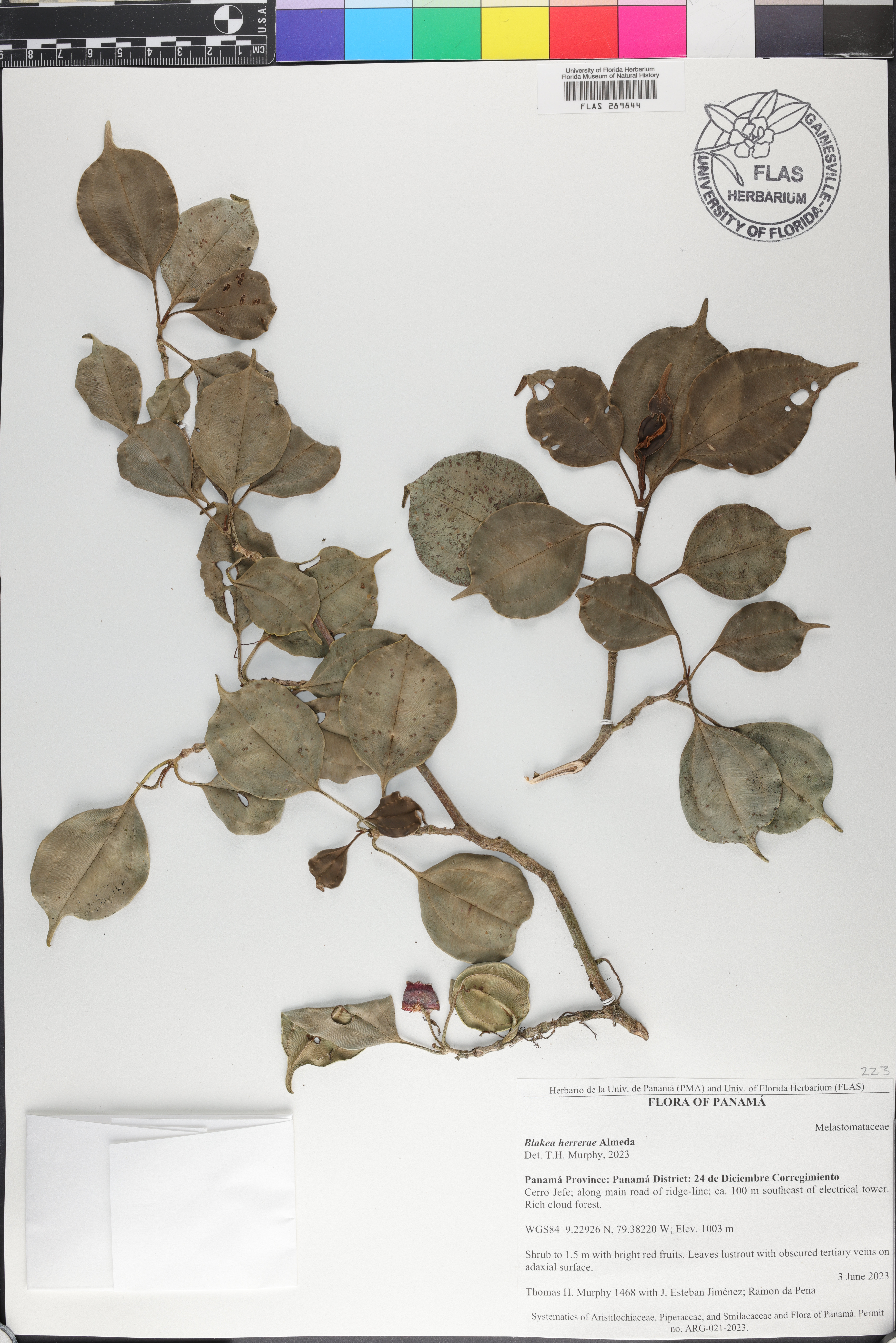 Blakea herrerae image