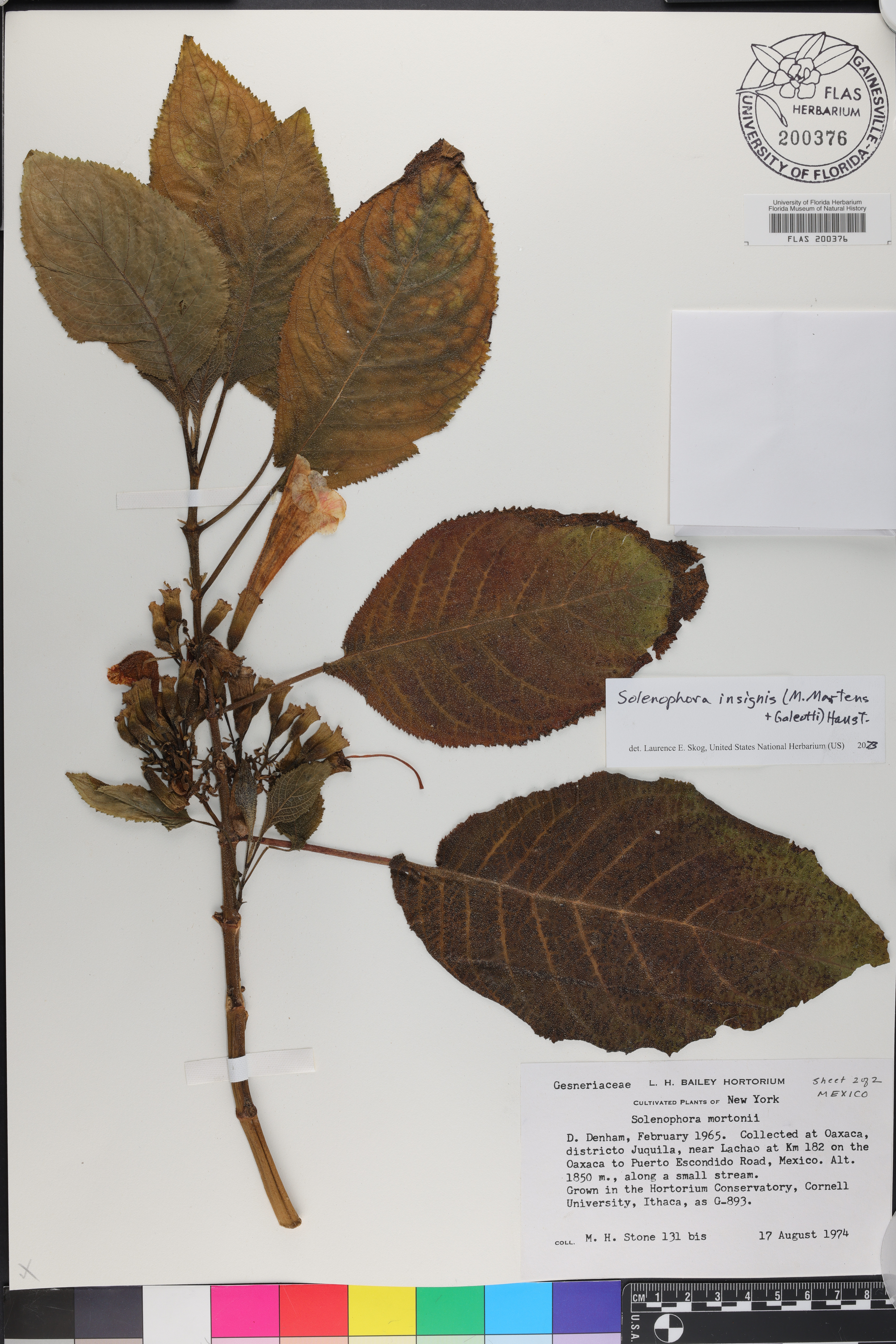 Solenophora insignis image