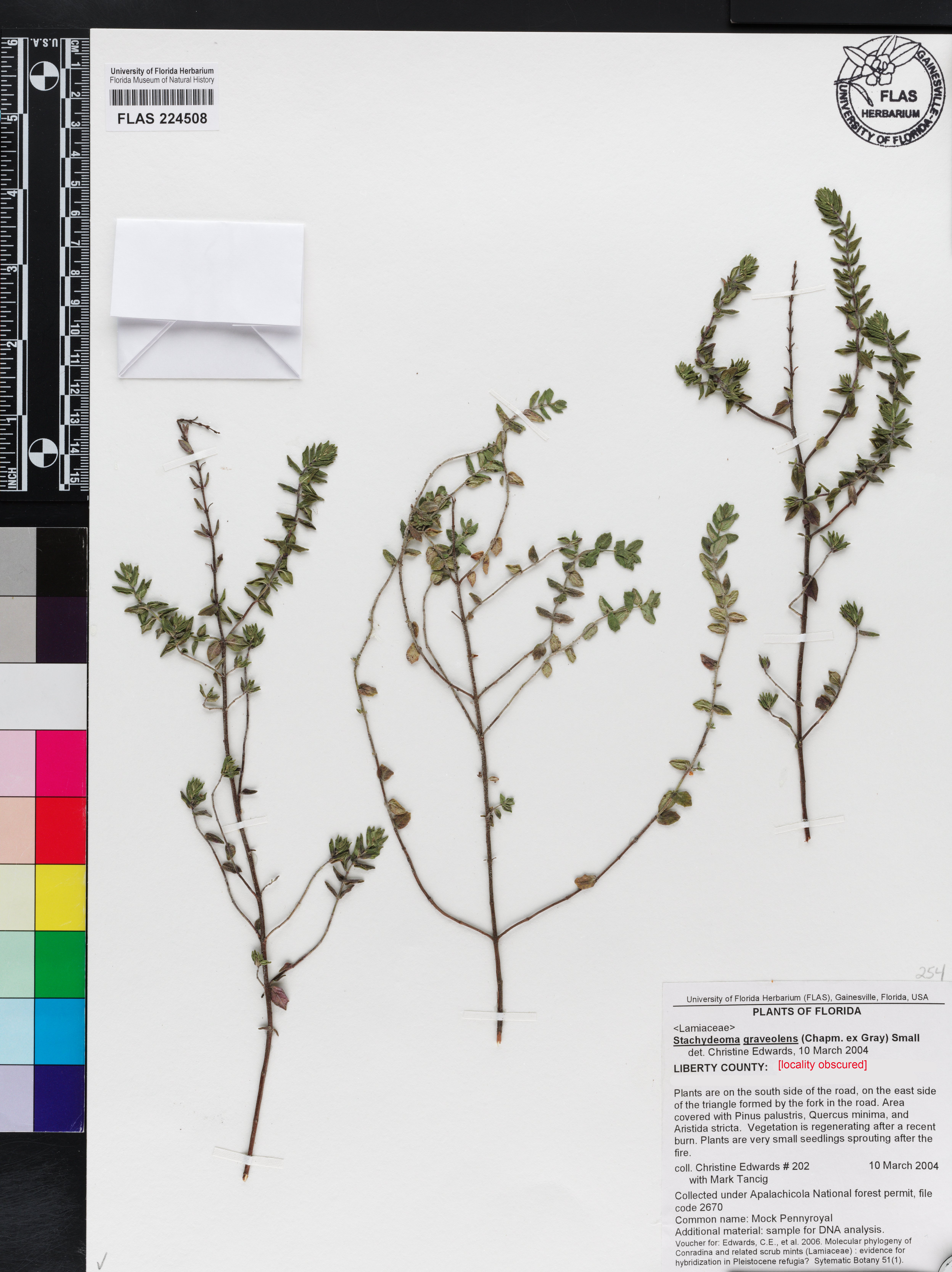 Stachydeoma graveolens image