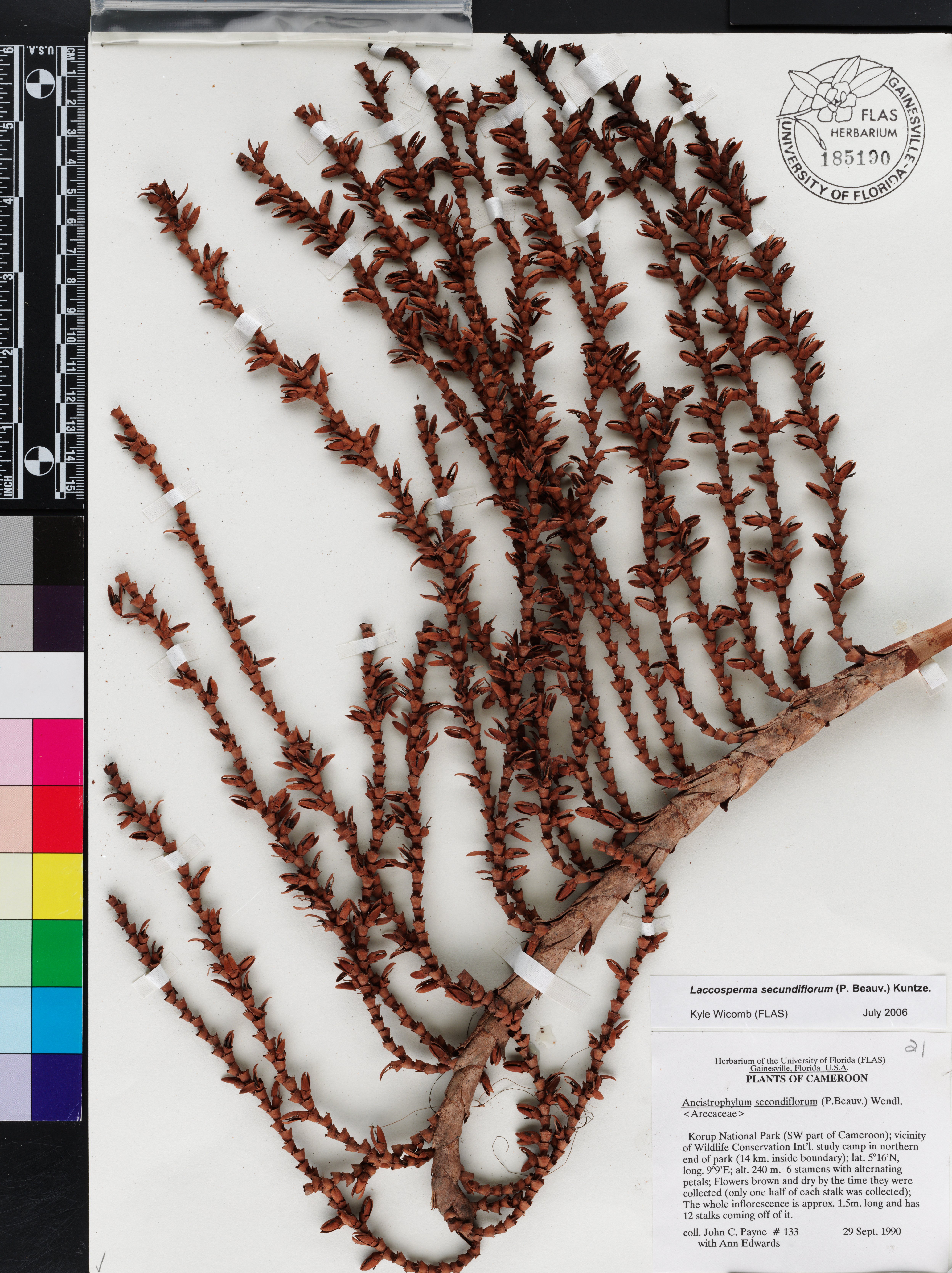 Laccosperma secundiflorum thumbnail