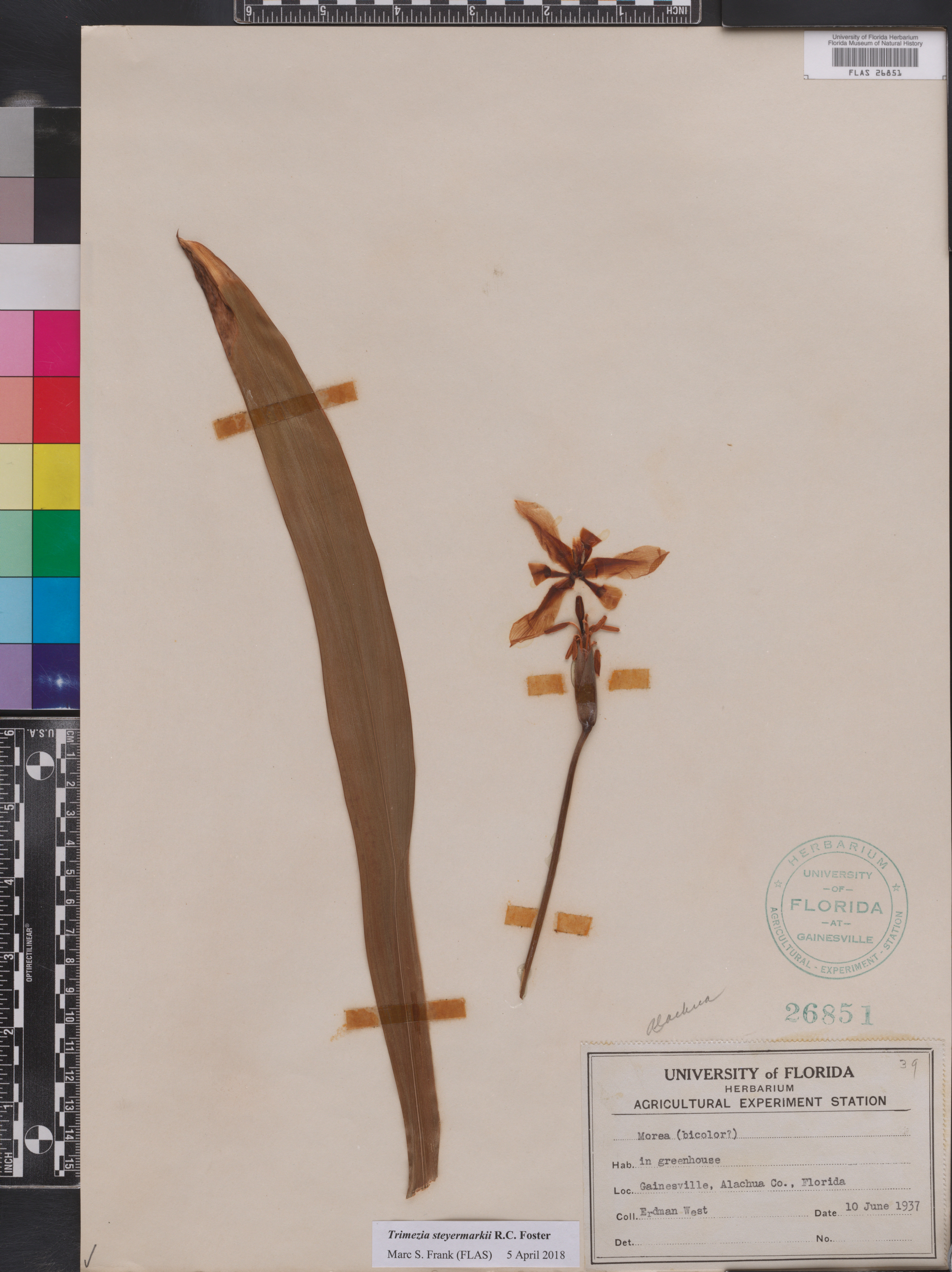 Trimezia steyermarkii image