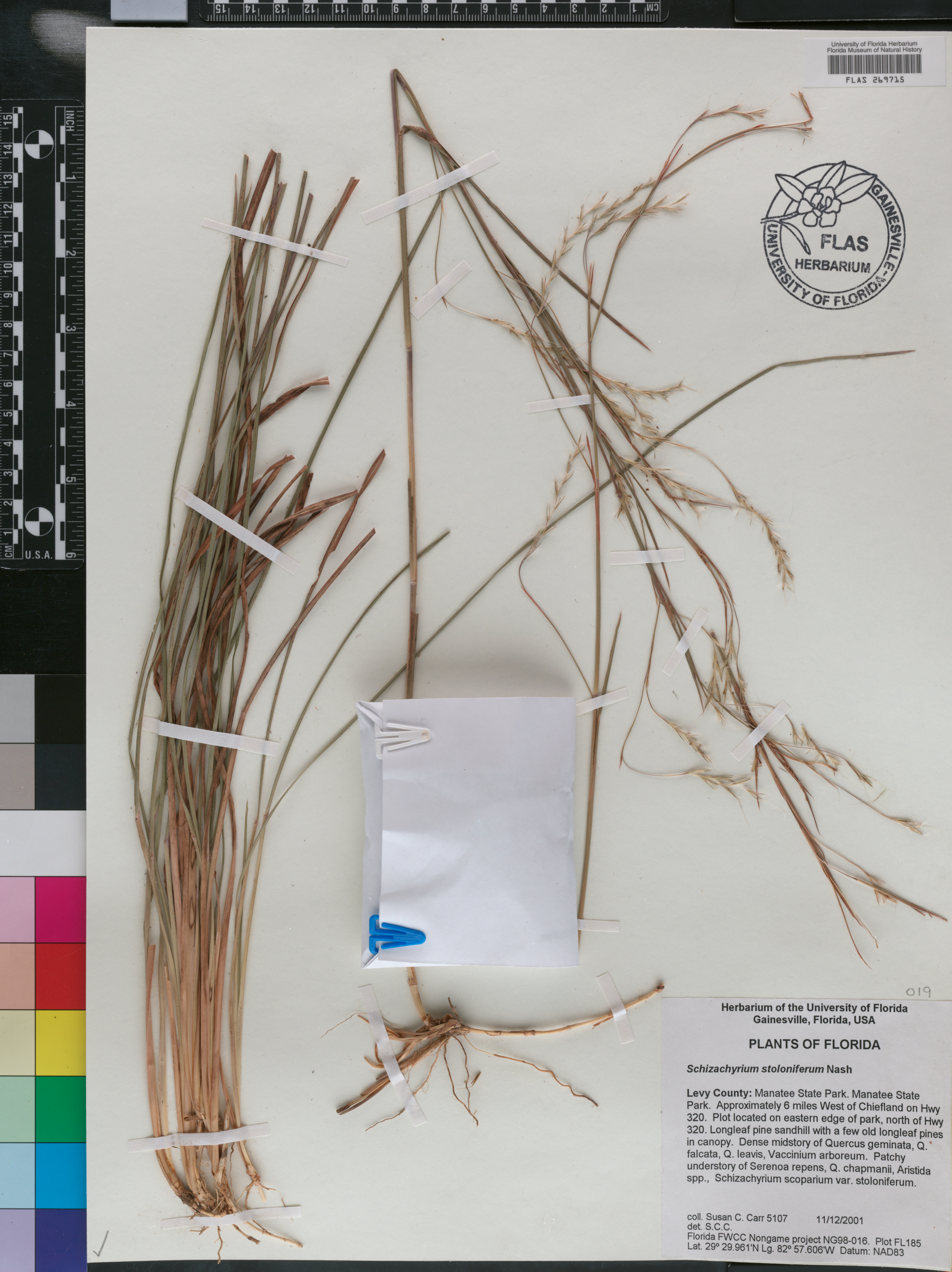 Schizachyrium stoloniferum image