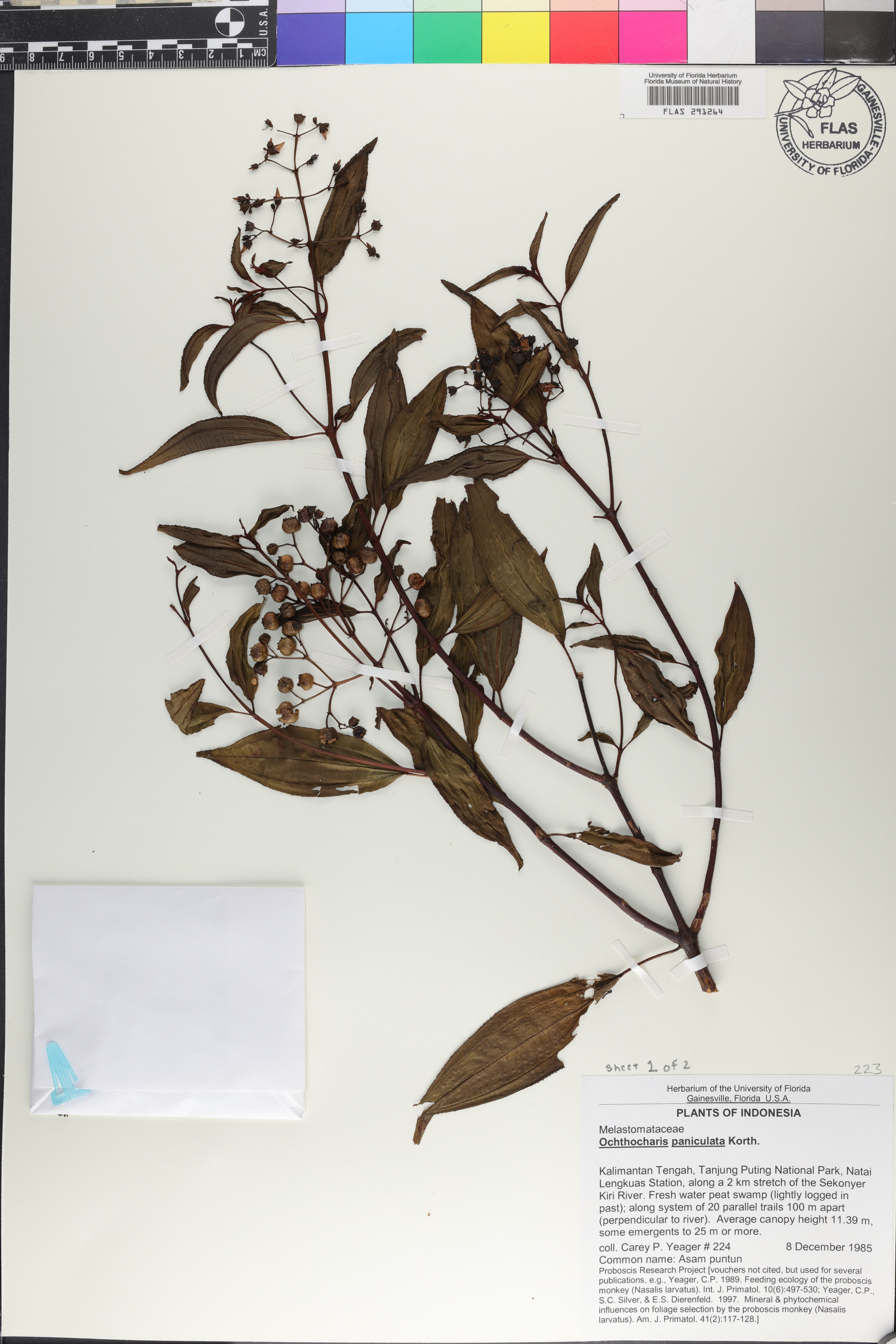 Ochthocharis image