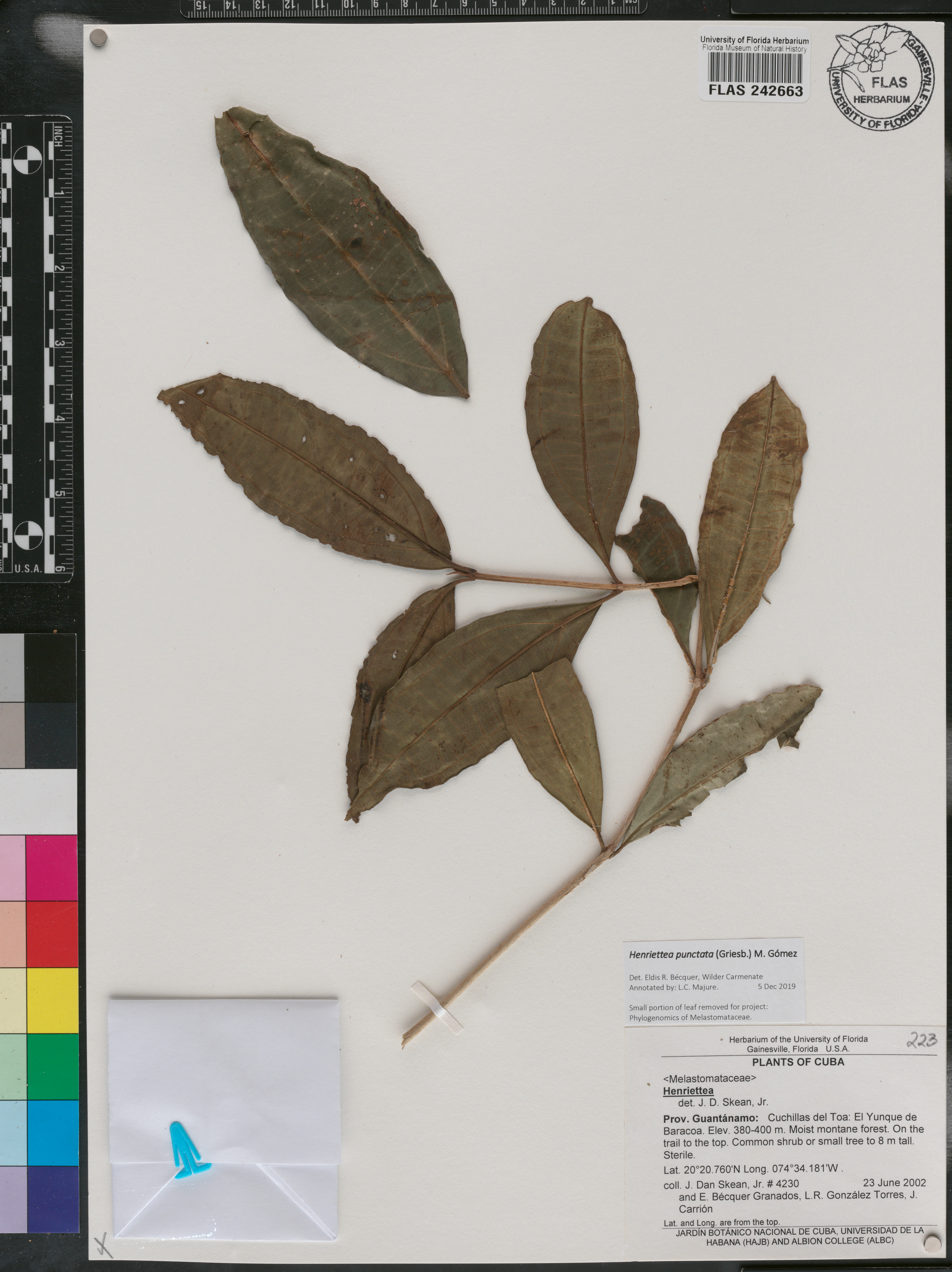 Henriettea punctata image