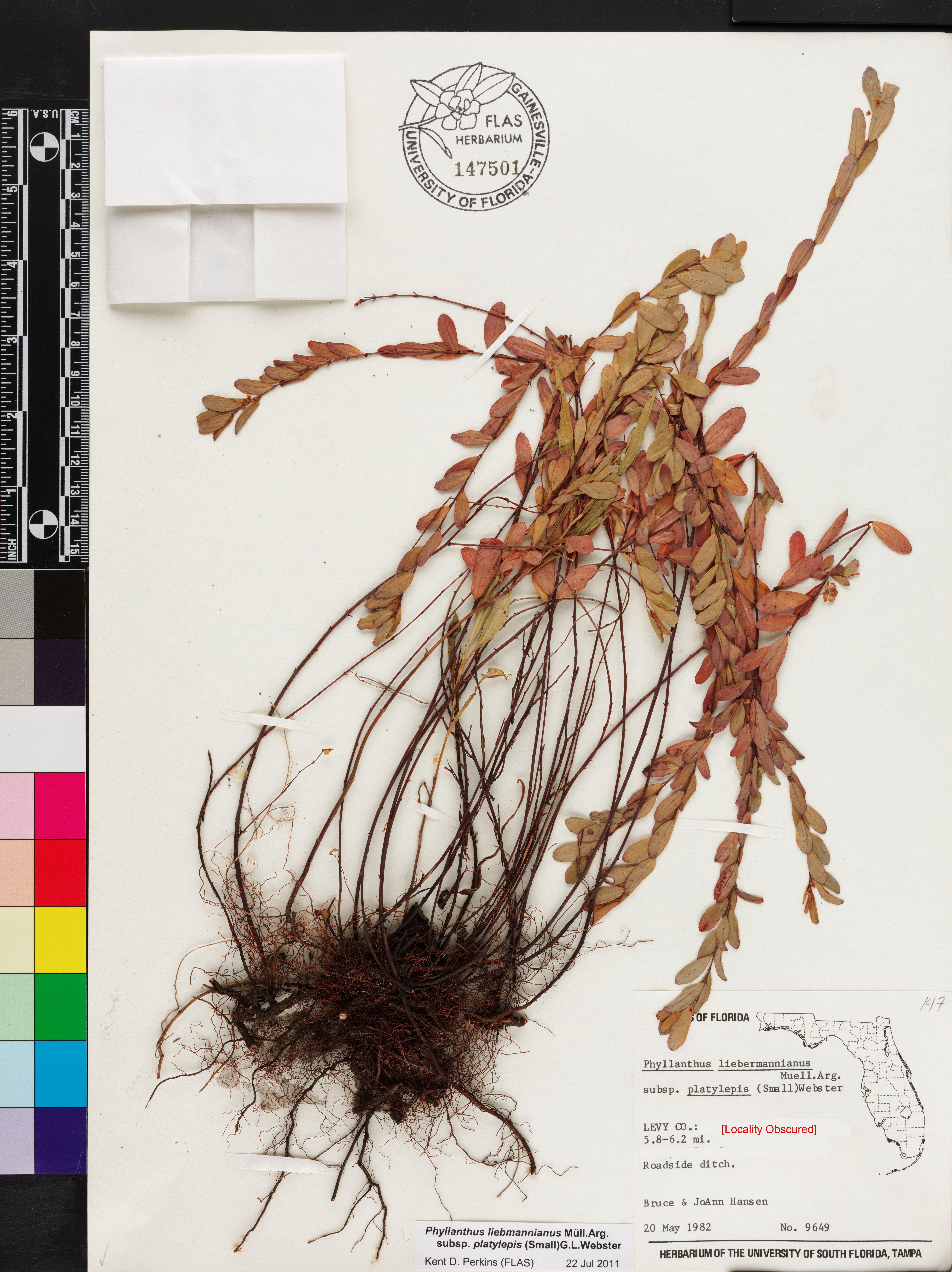 Phyllanthus liebmannianus image
