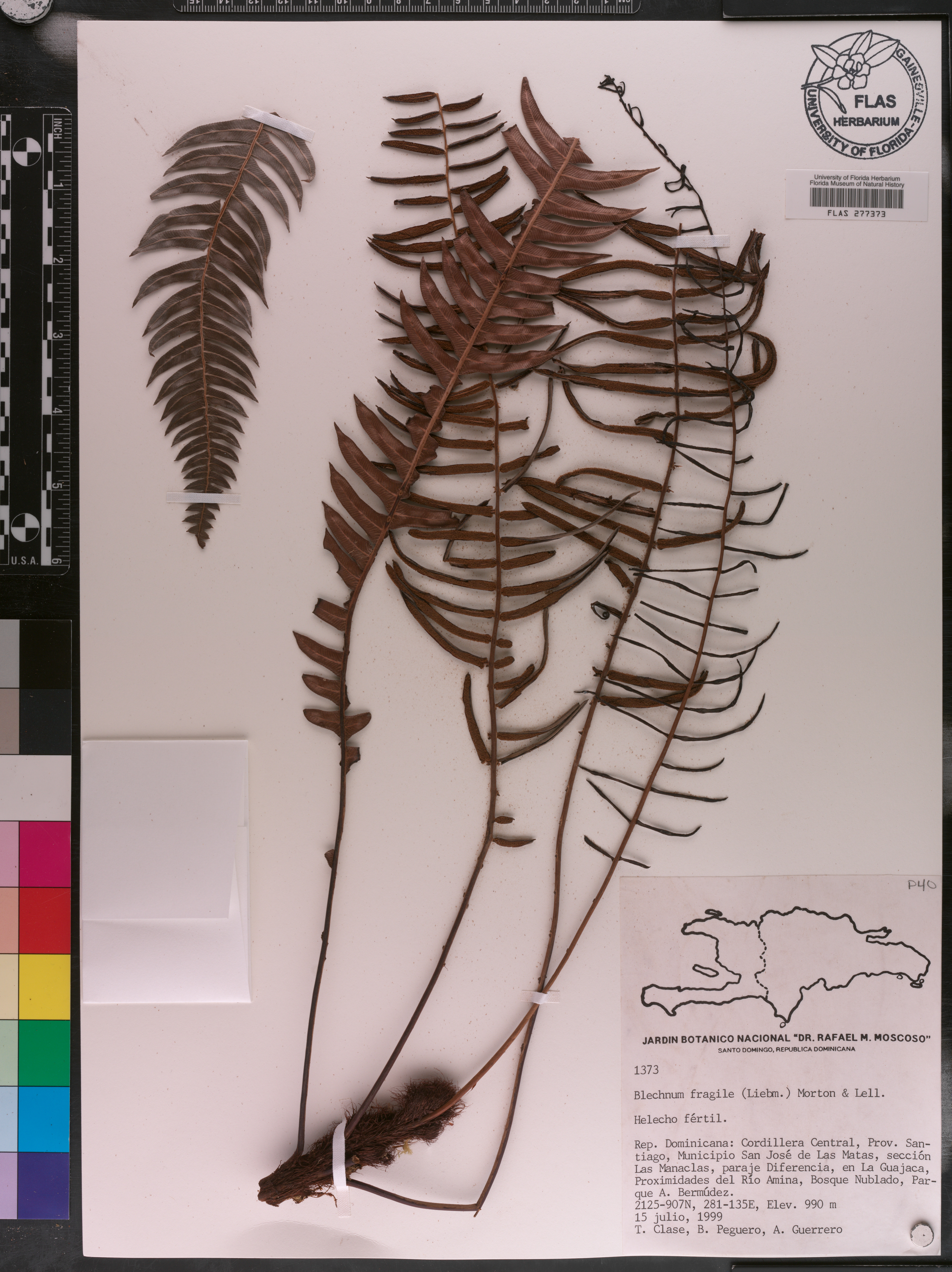 Blechnum fragile image