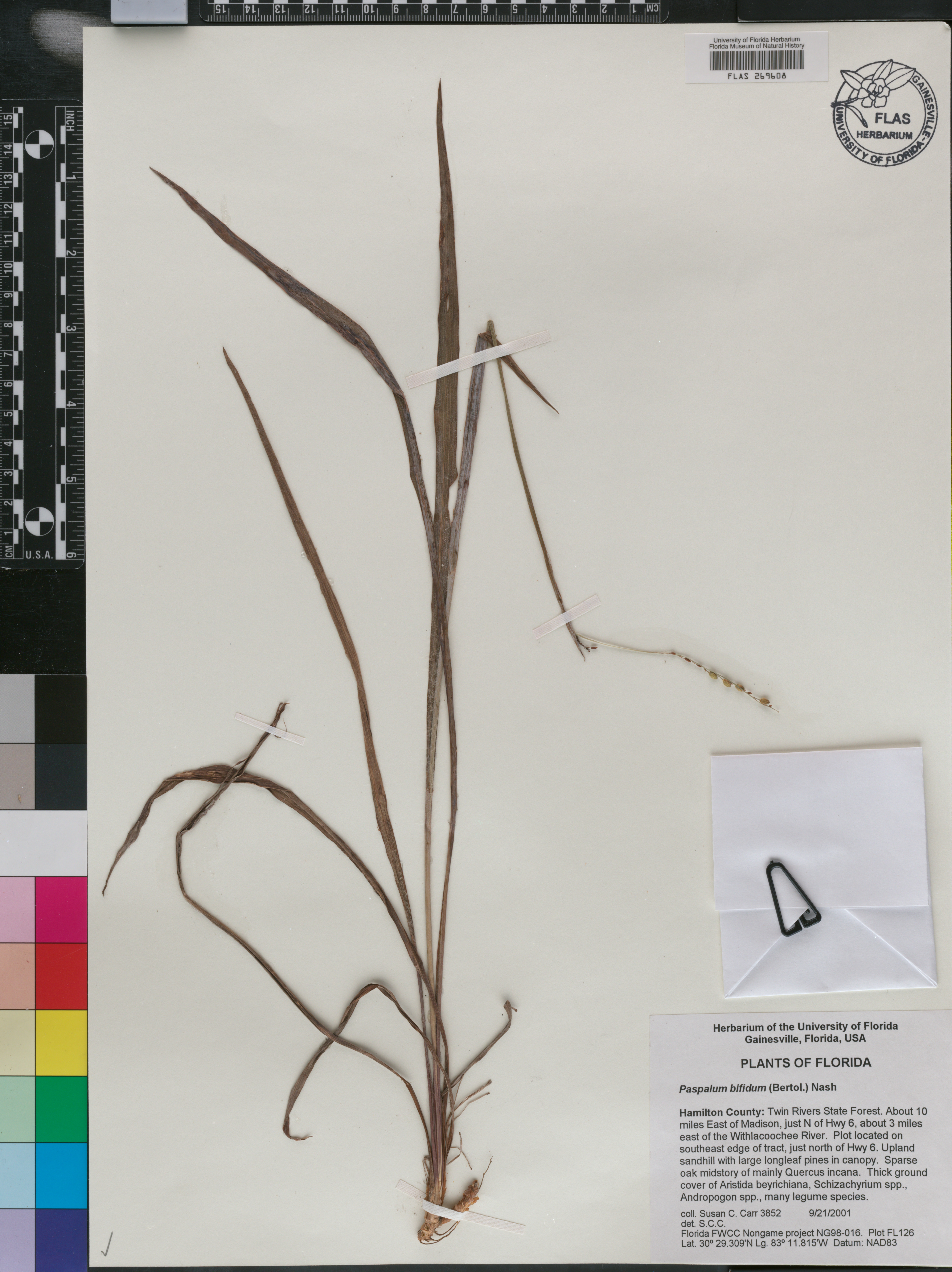 Paspalum bifidum image