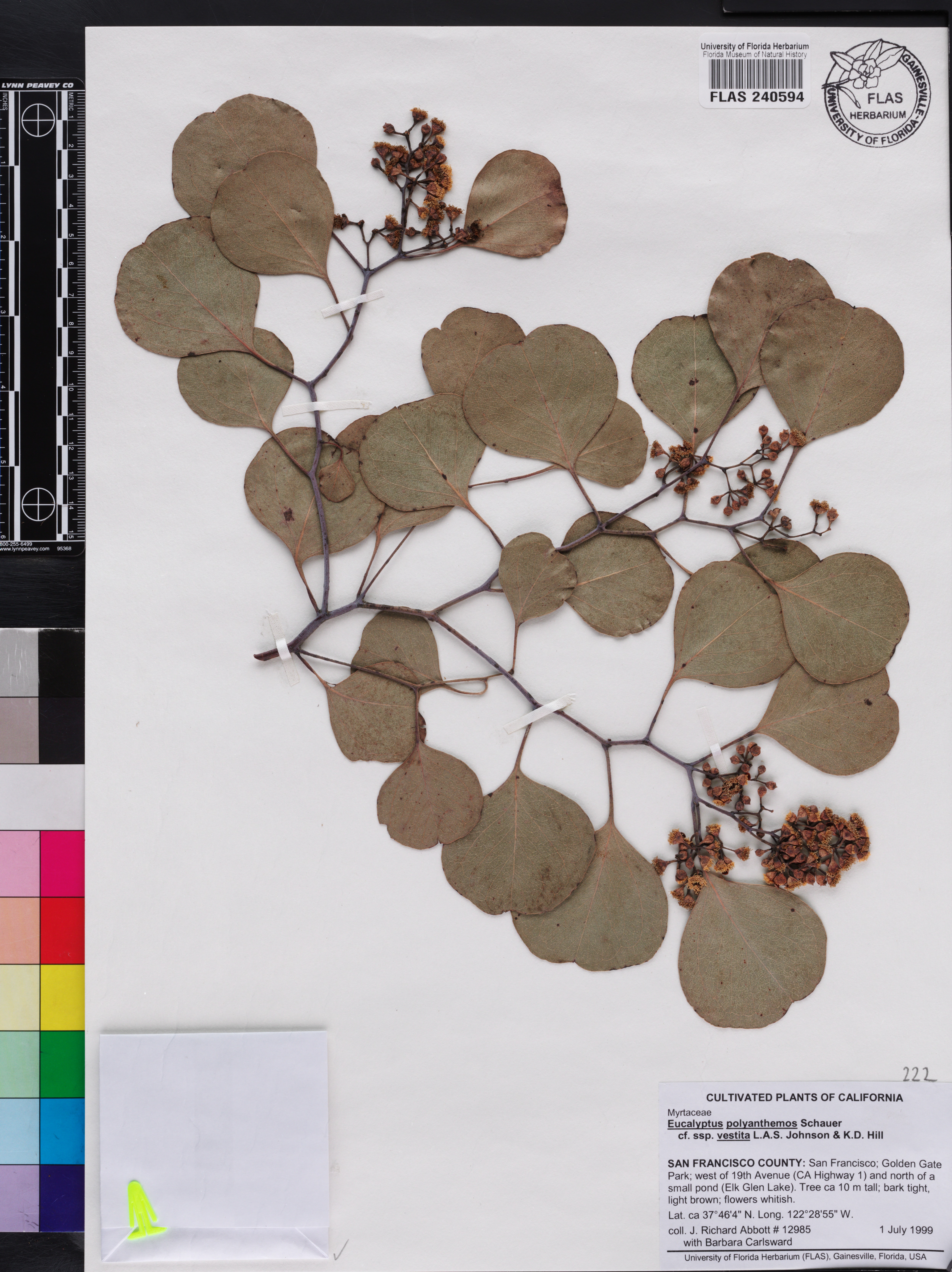 Eucalyptus polyanthemos subsp. vestita image