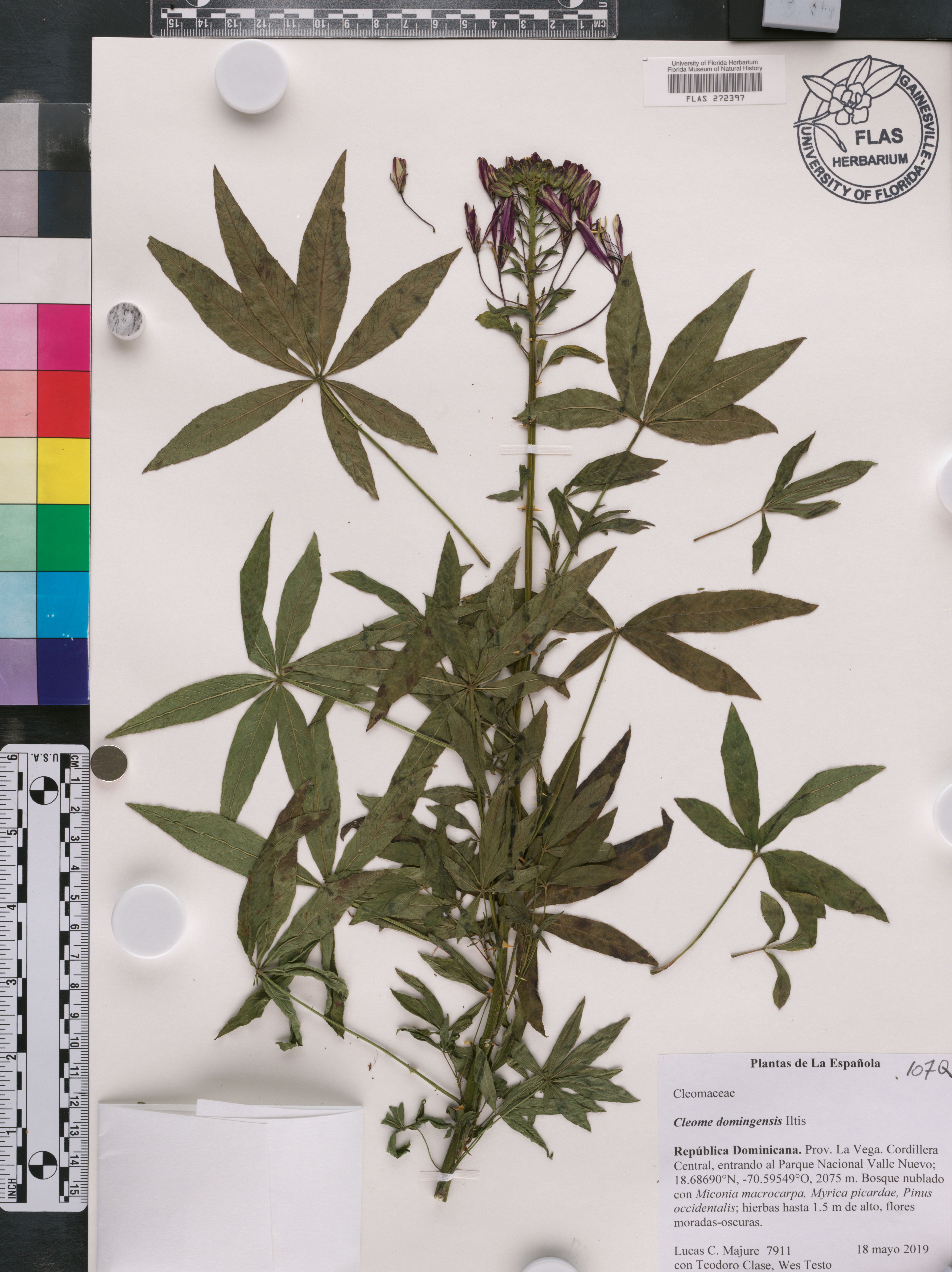 Cleome domingensis image