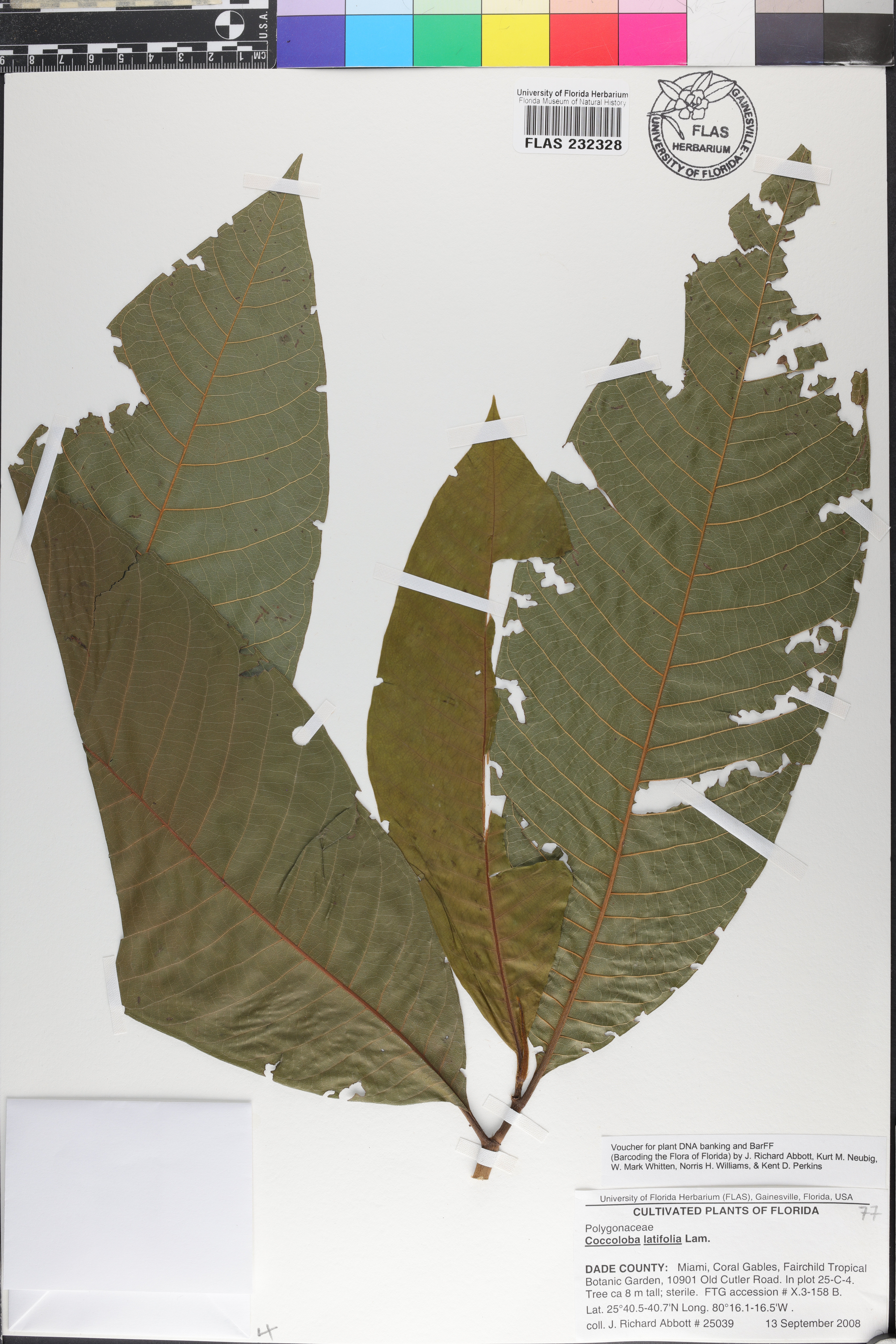 Coccoloba latifolia image