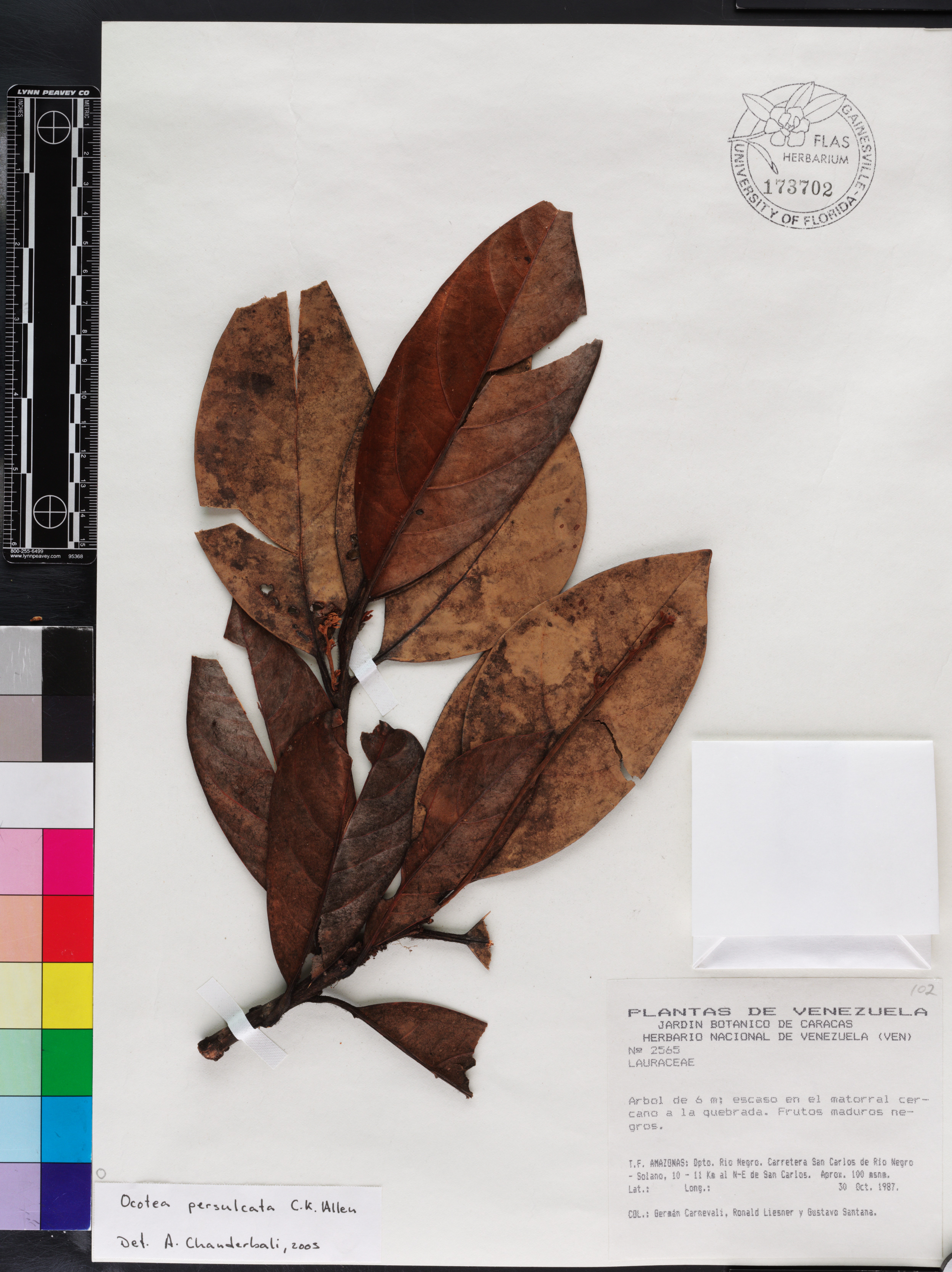 Ocotea leucoxylon image