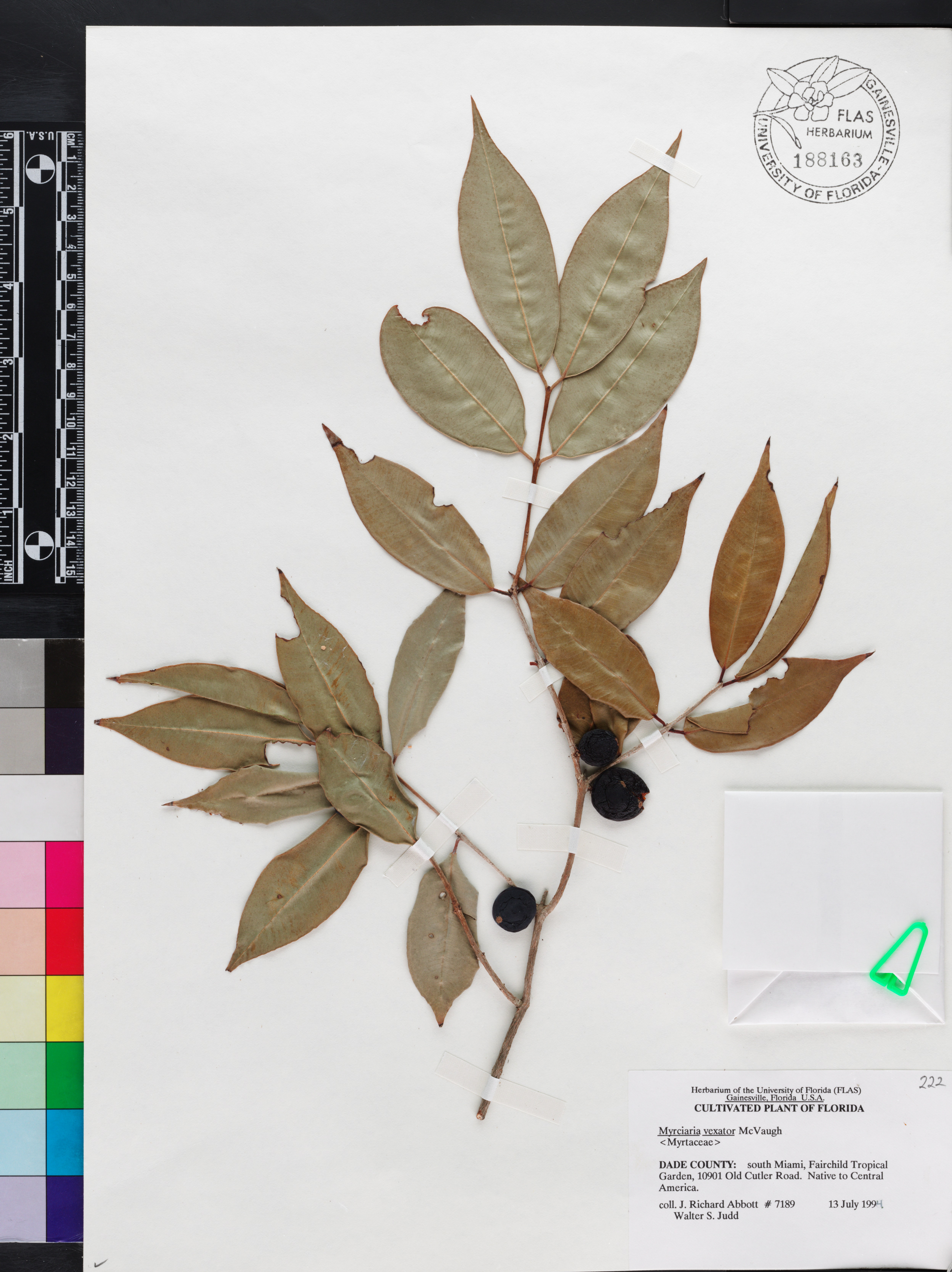 Myrciaria vexator image