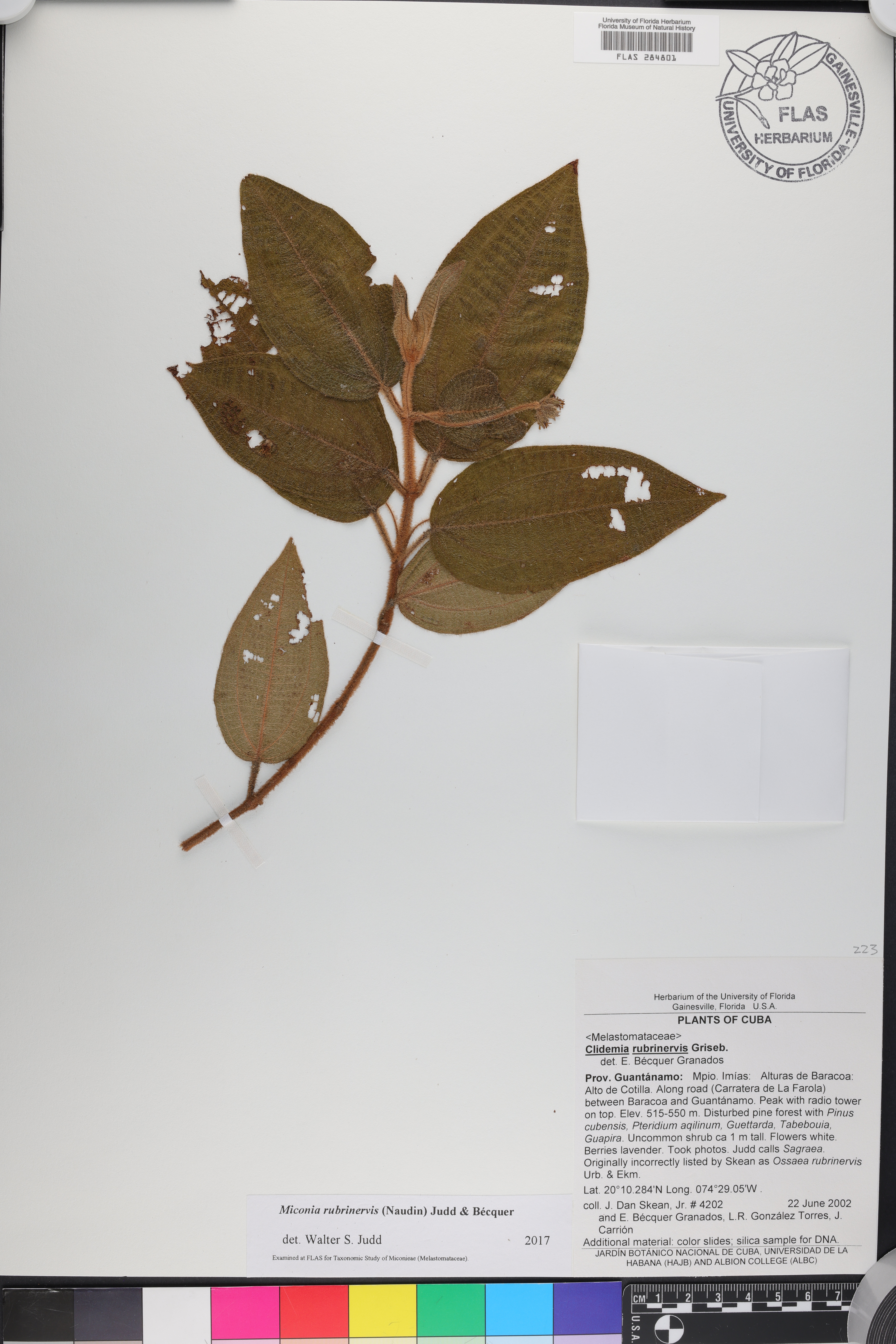 Miconia rubrinervis image