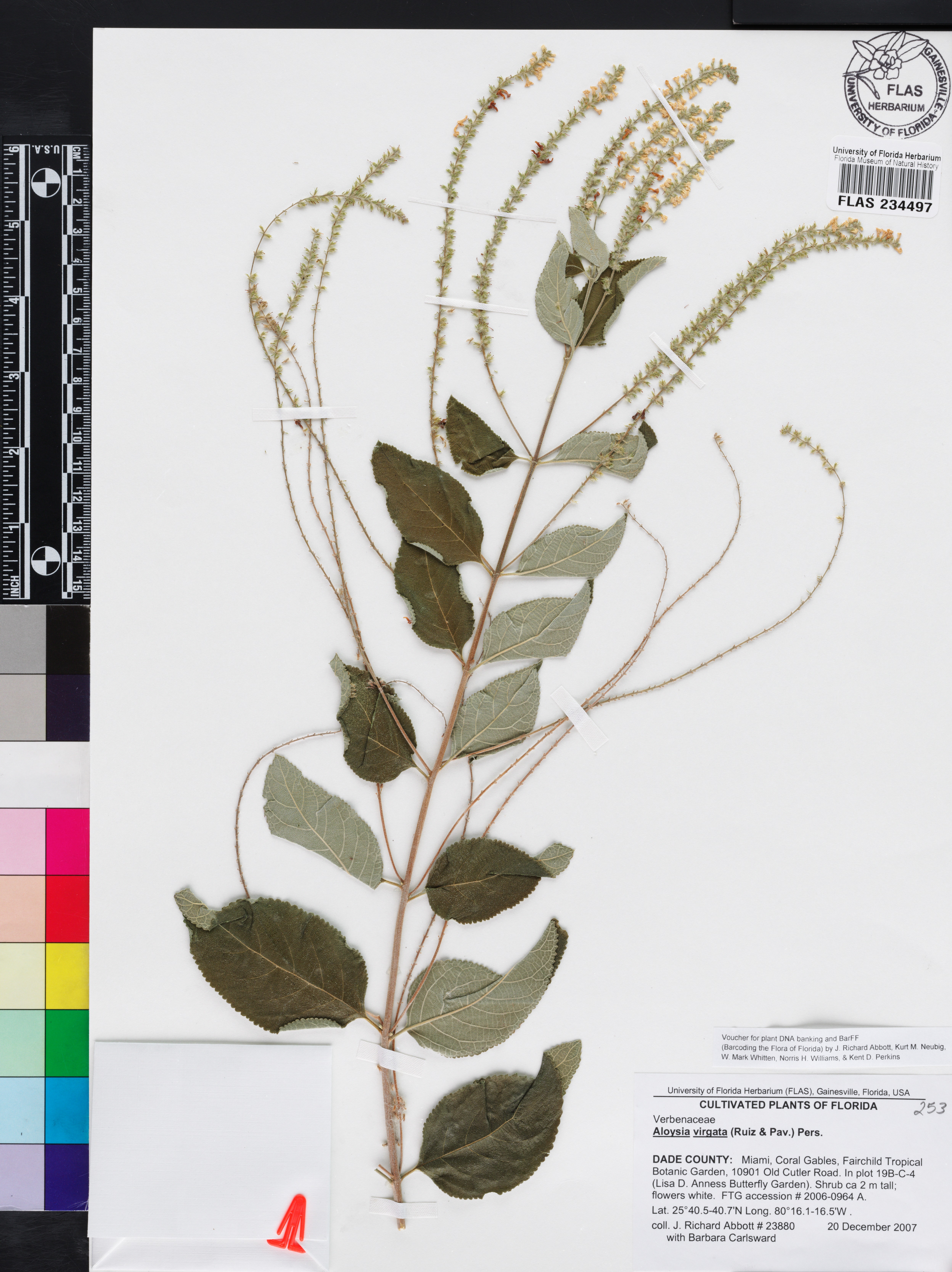 Aloysia virgata image