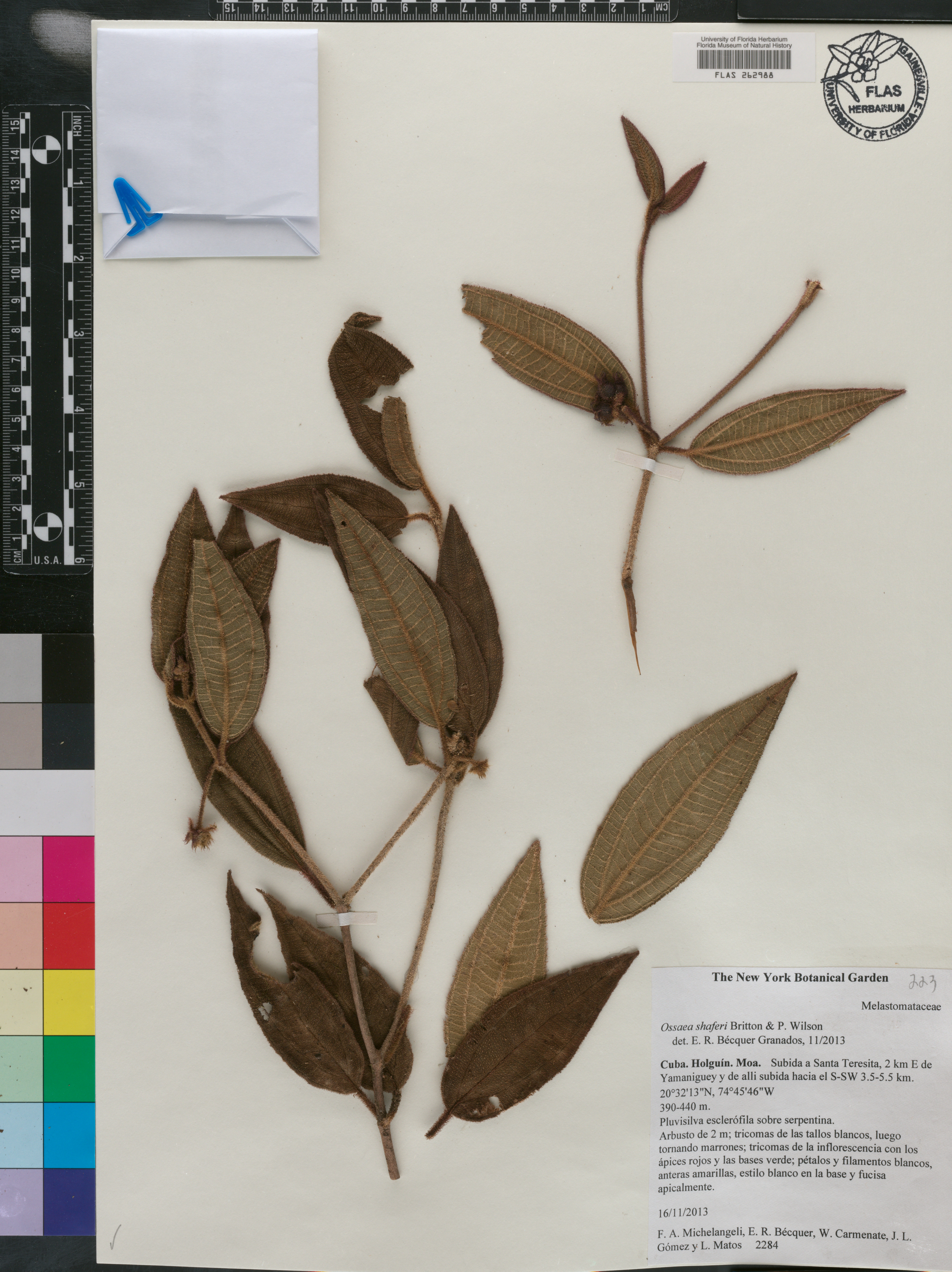 Miconia jashaferi image