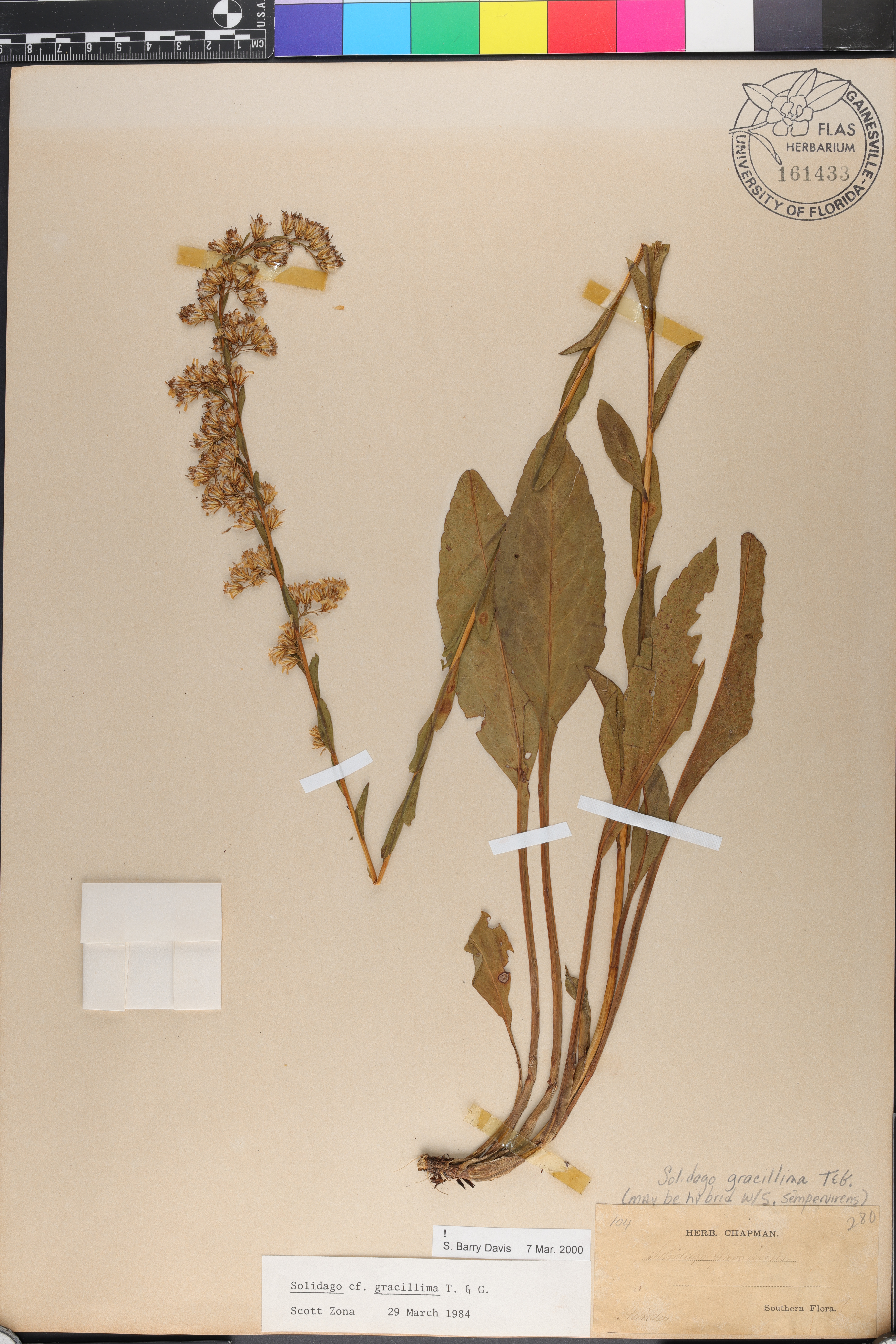 Solidago gracillima image