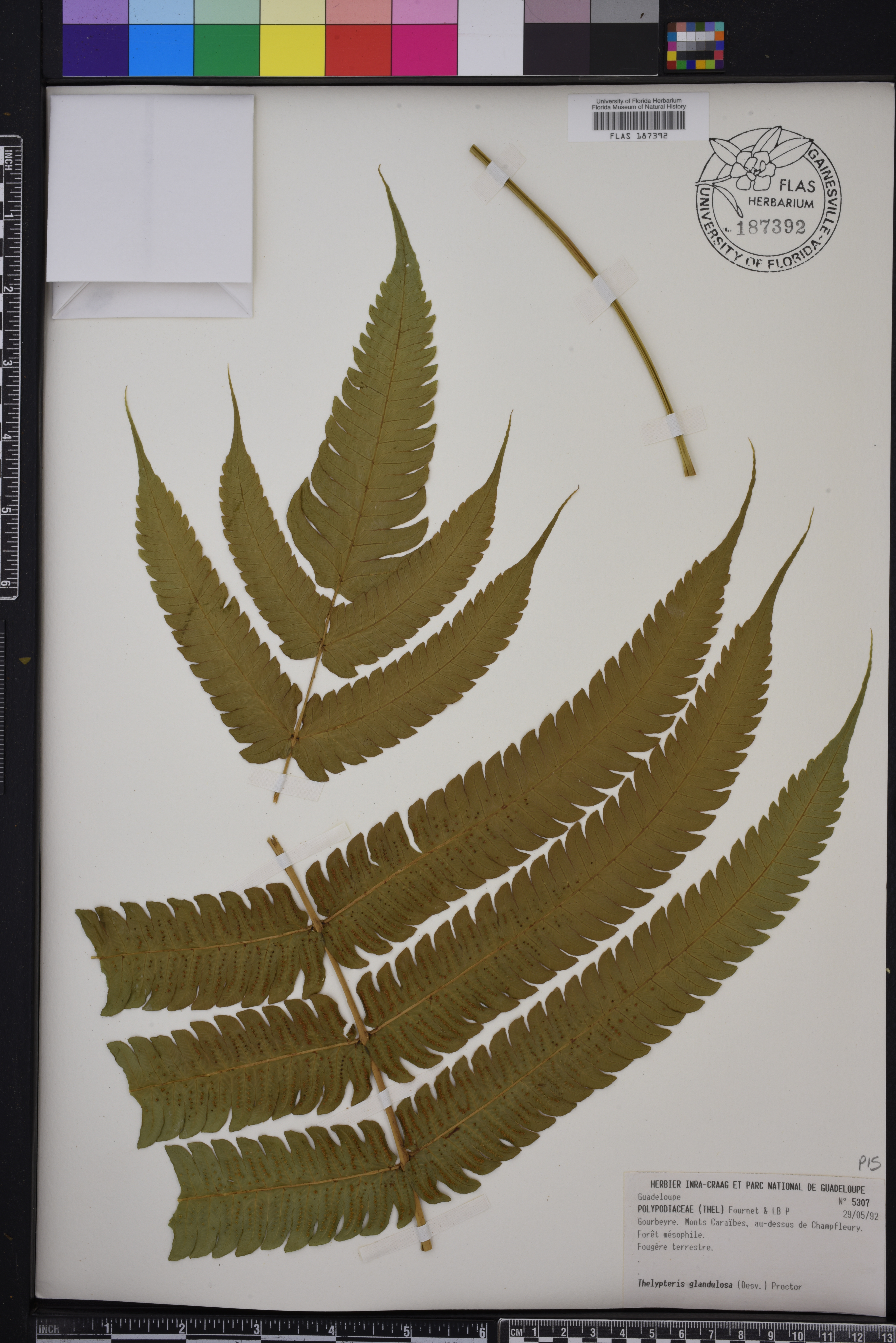 Thelypteris glandulosa image