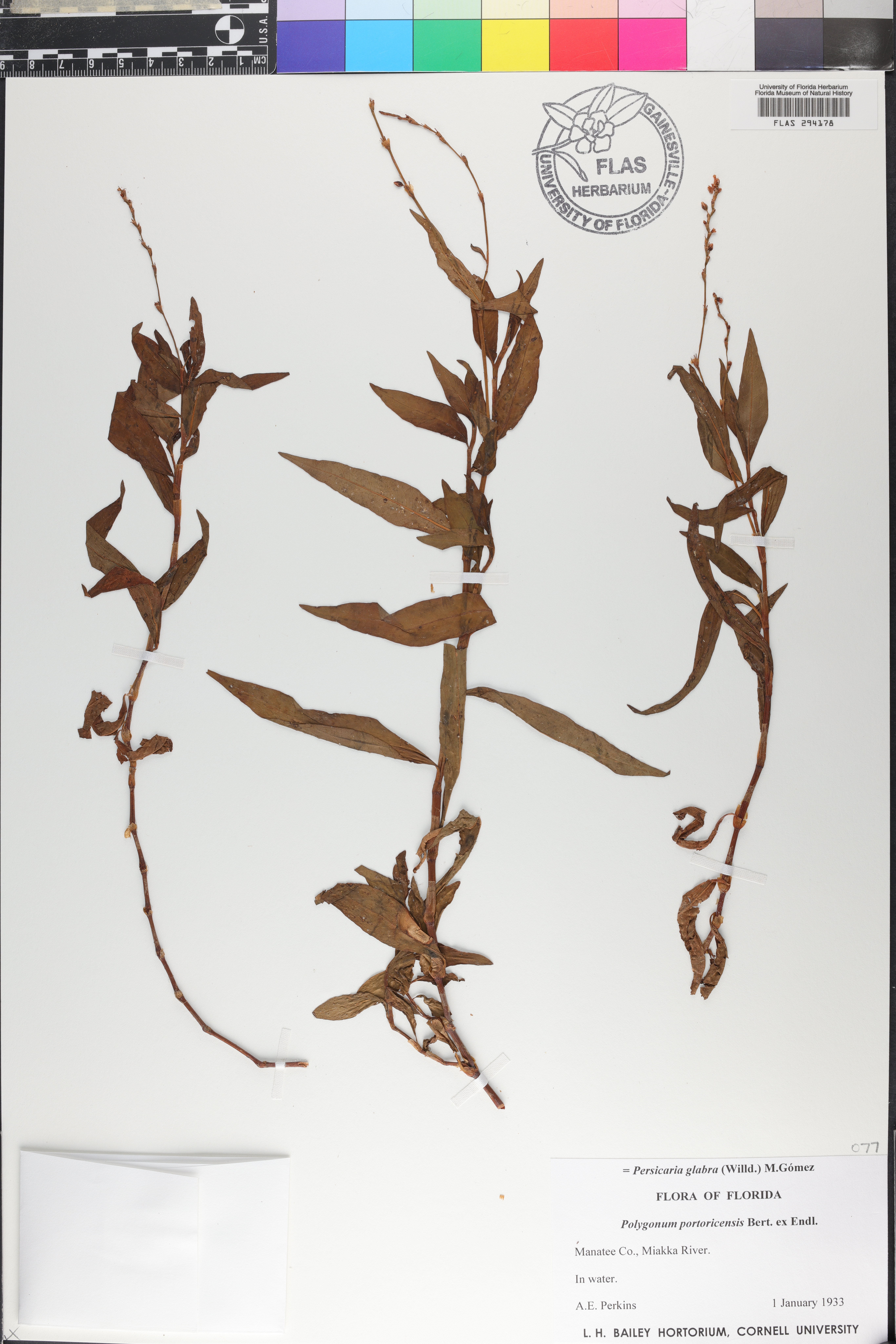 Persicaria glabra image