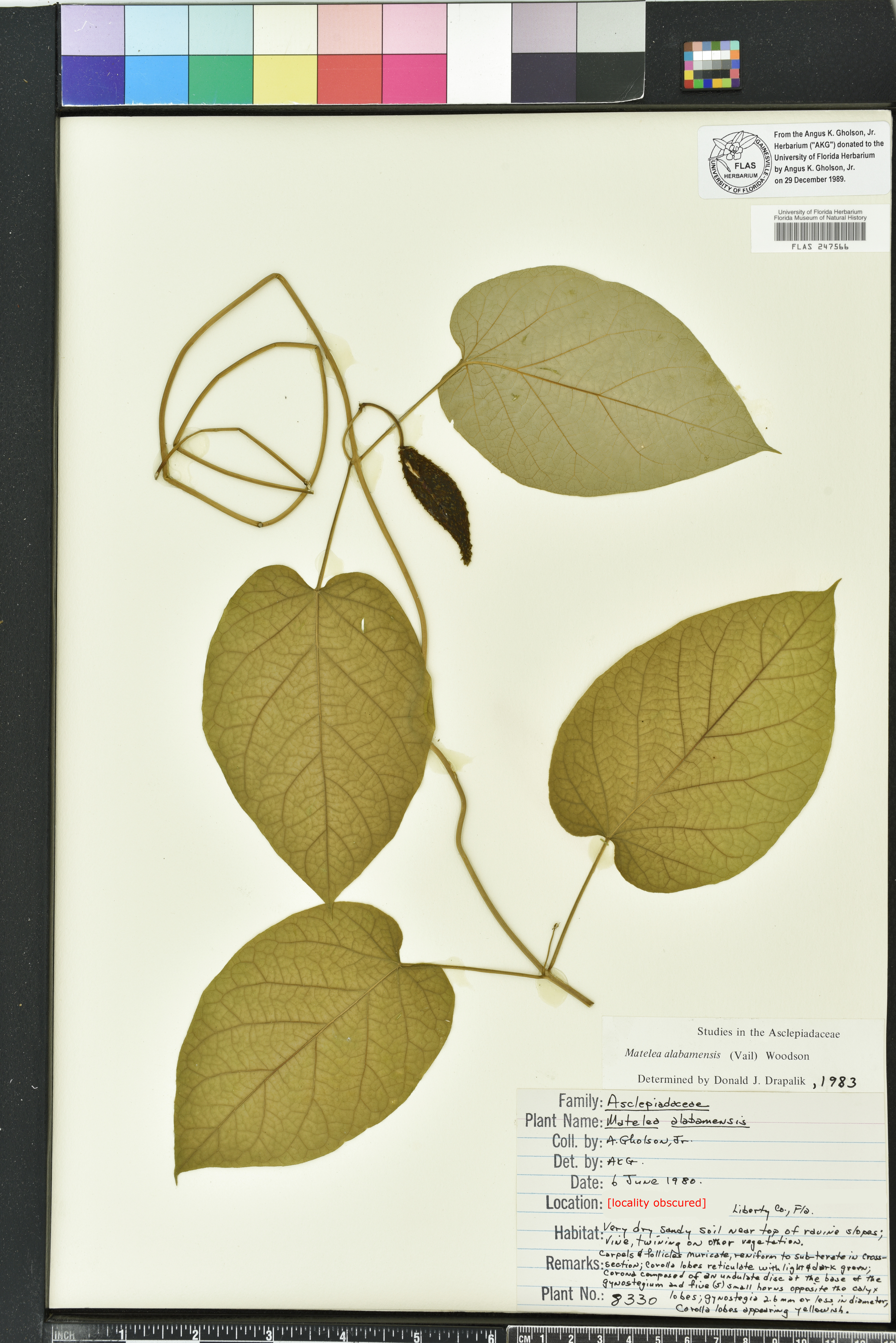 Matelea alabamensis image