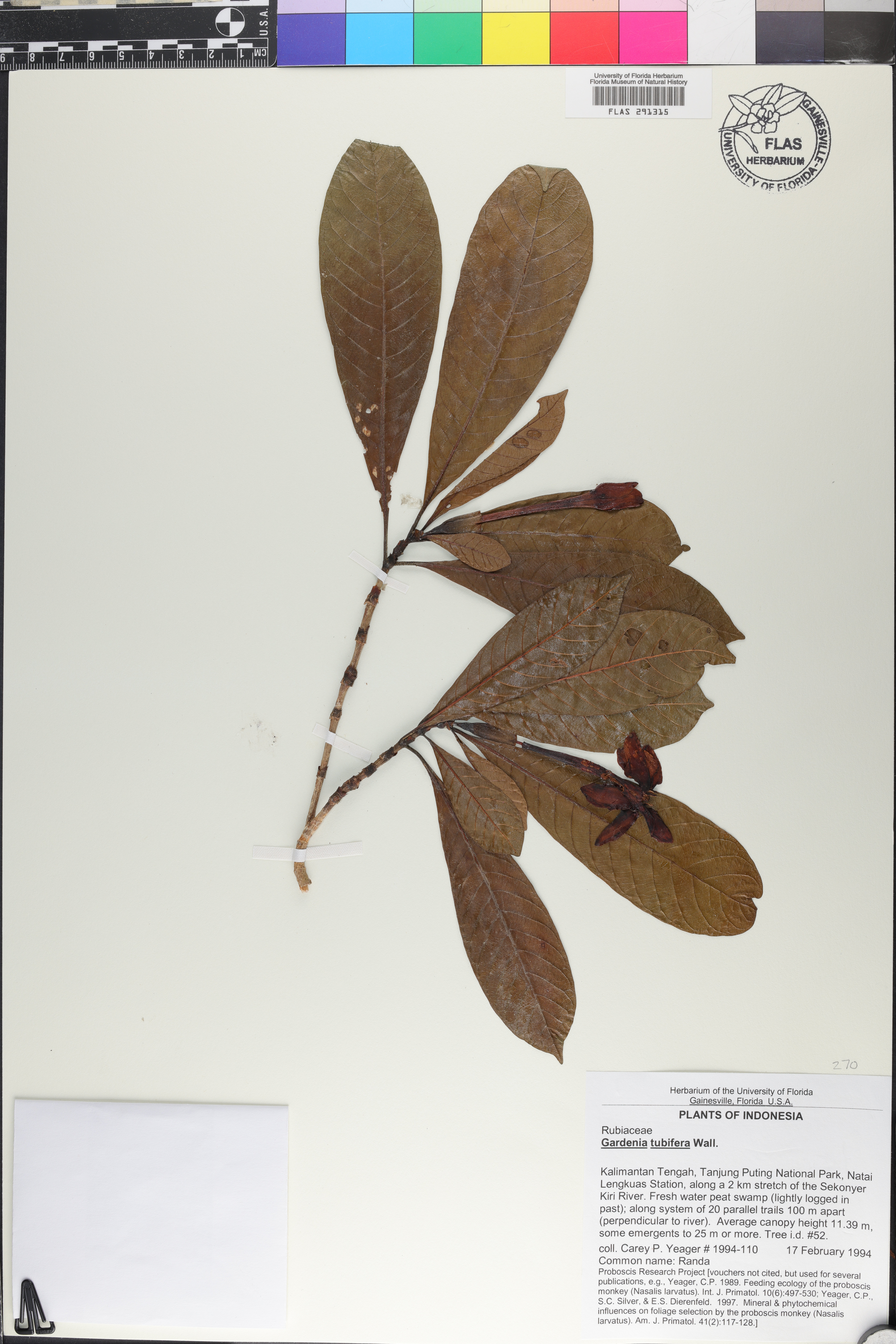 Gardenia tubifera image
