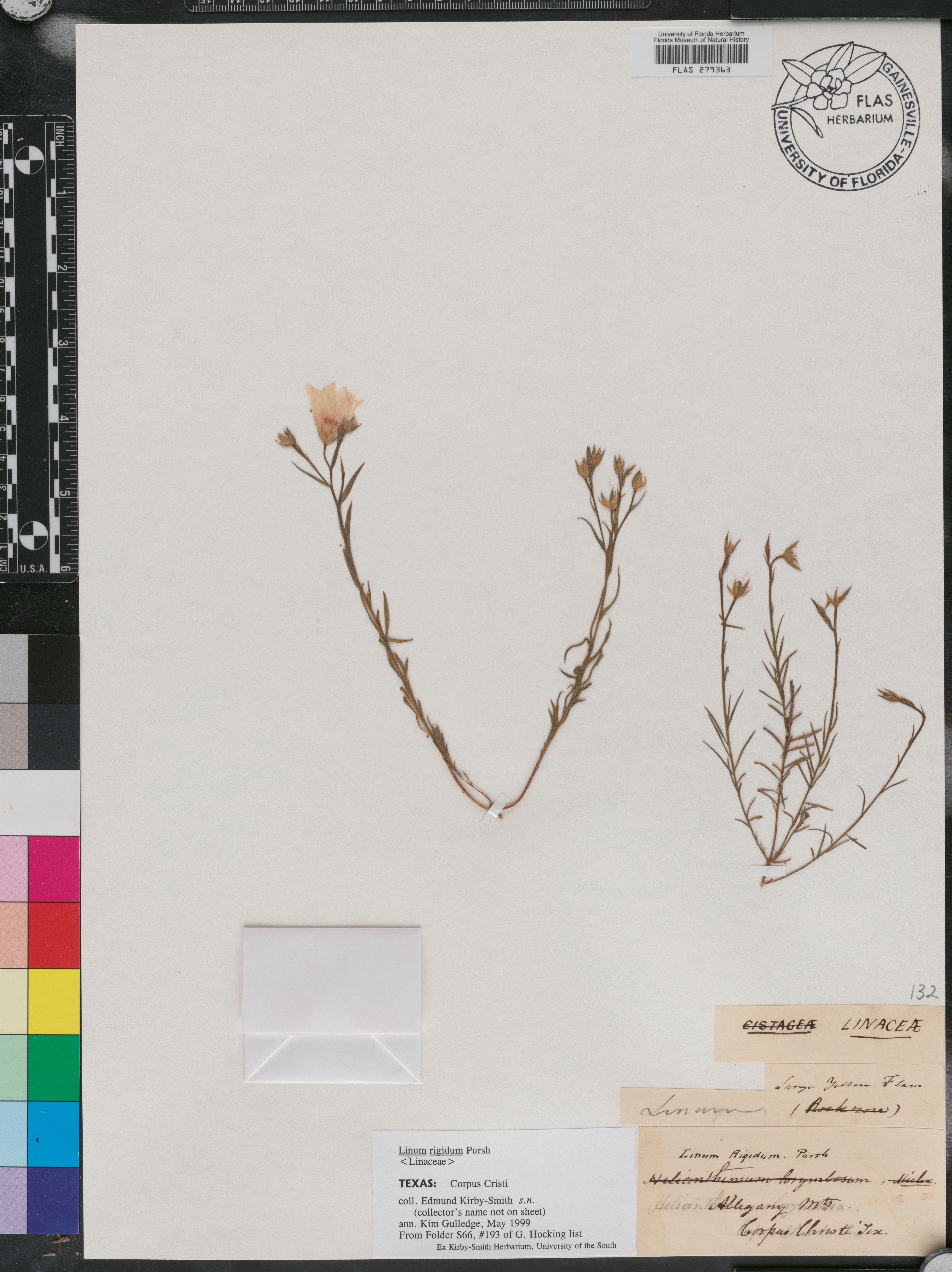 Linum rigidum image