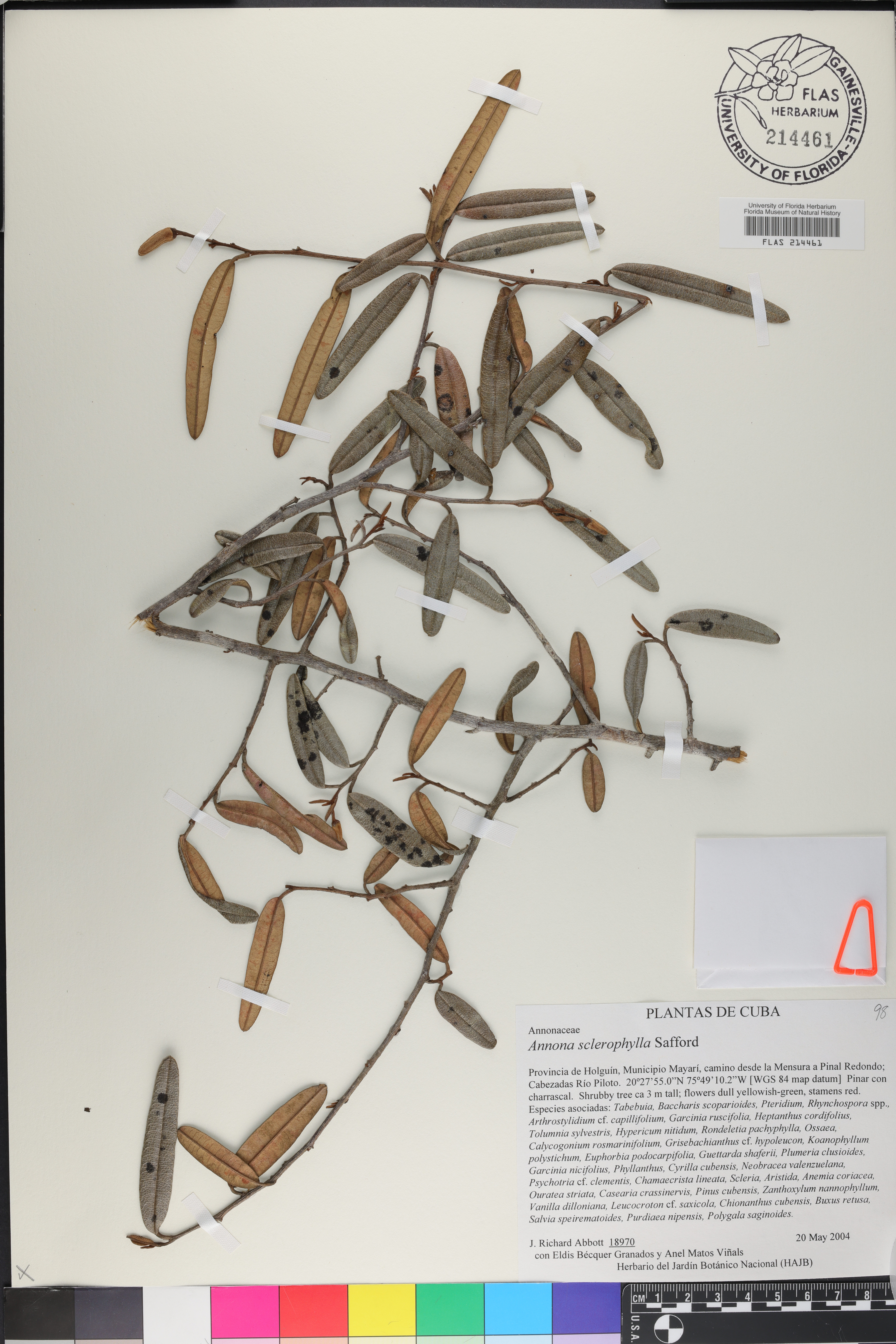 Annona sclerophylla image